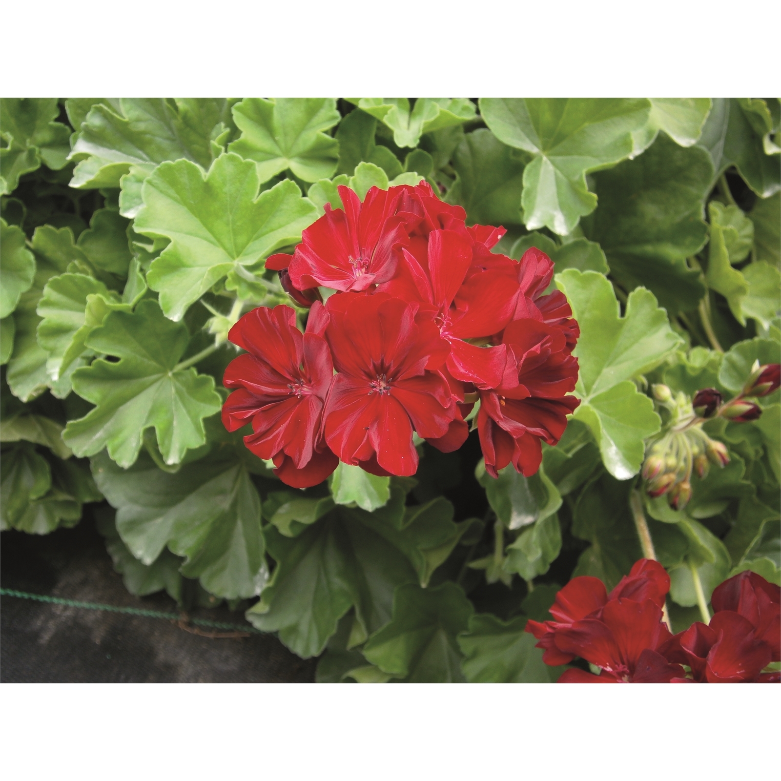 140mm Geranium Geranium calliope Big Burgundy PBR Bunnings Australia