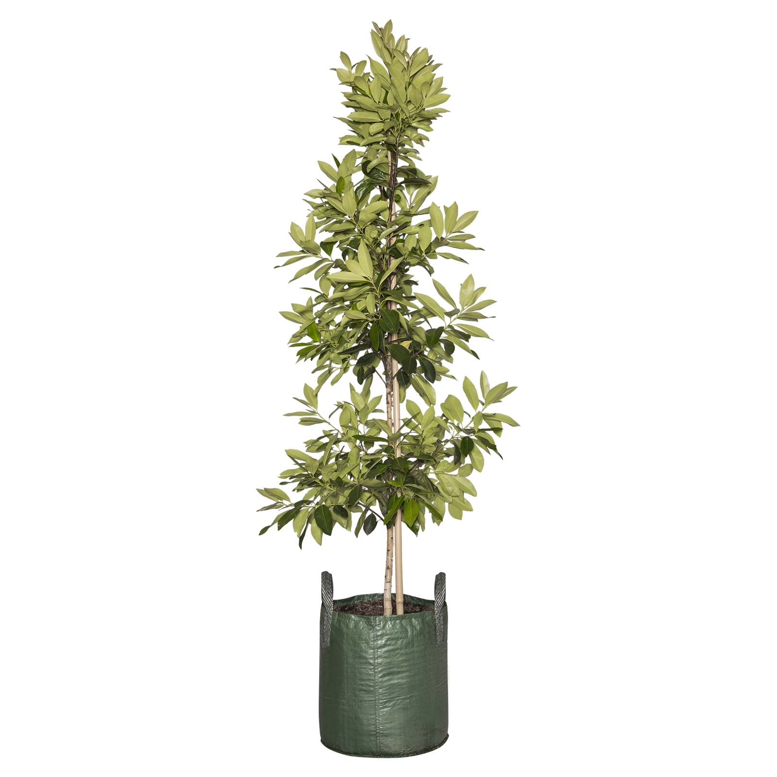 45L Water Gum Luscious™ Tristaniopsis laurina Bunnings Australia