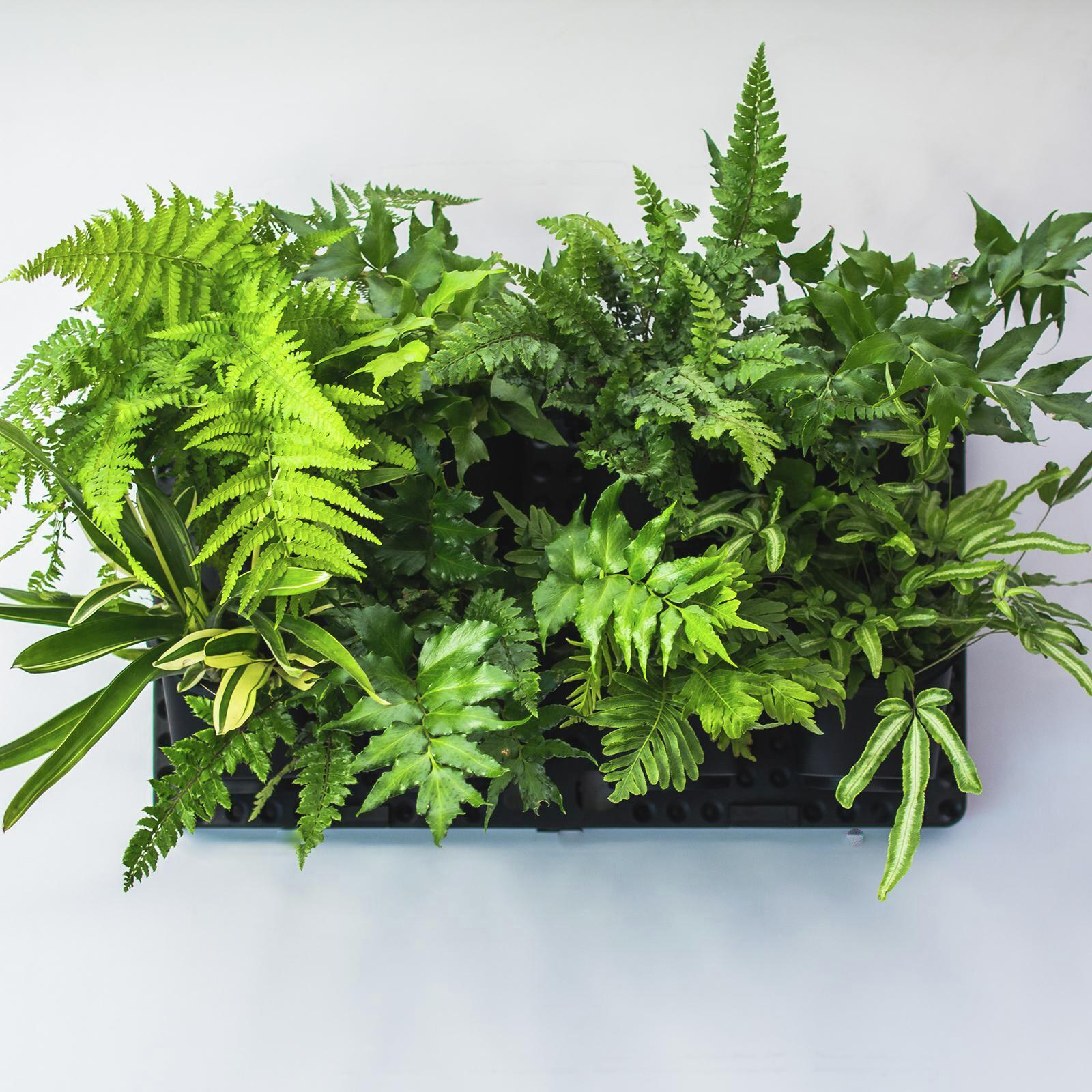 Holman Vertical GreenWall Garden Kit Bunnings Australia