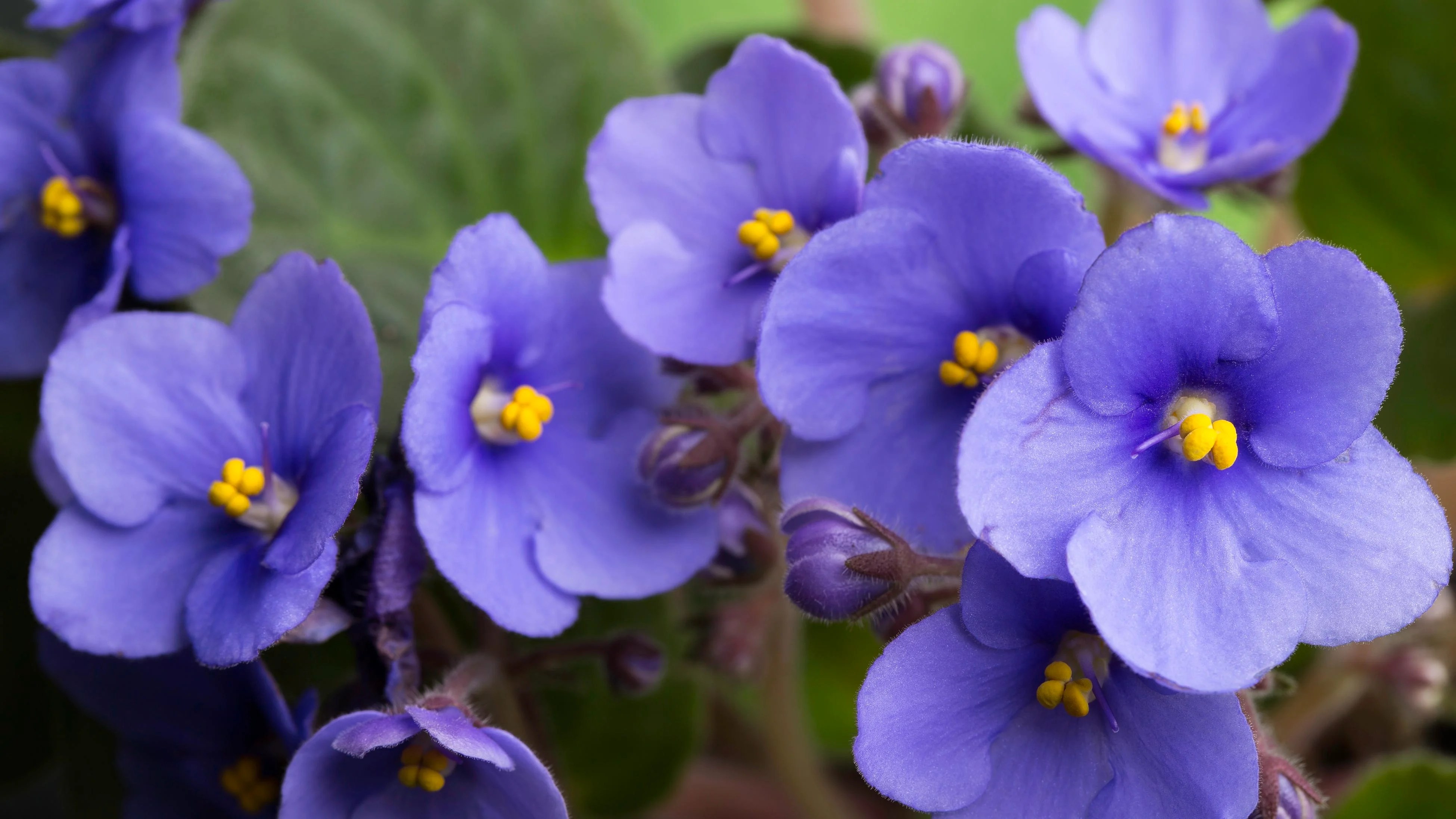 How to grow and care for an African violet Nelle's journey