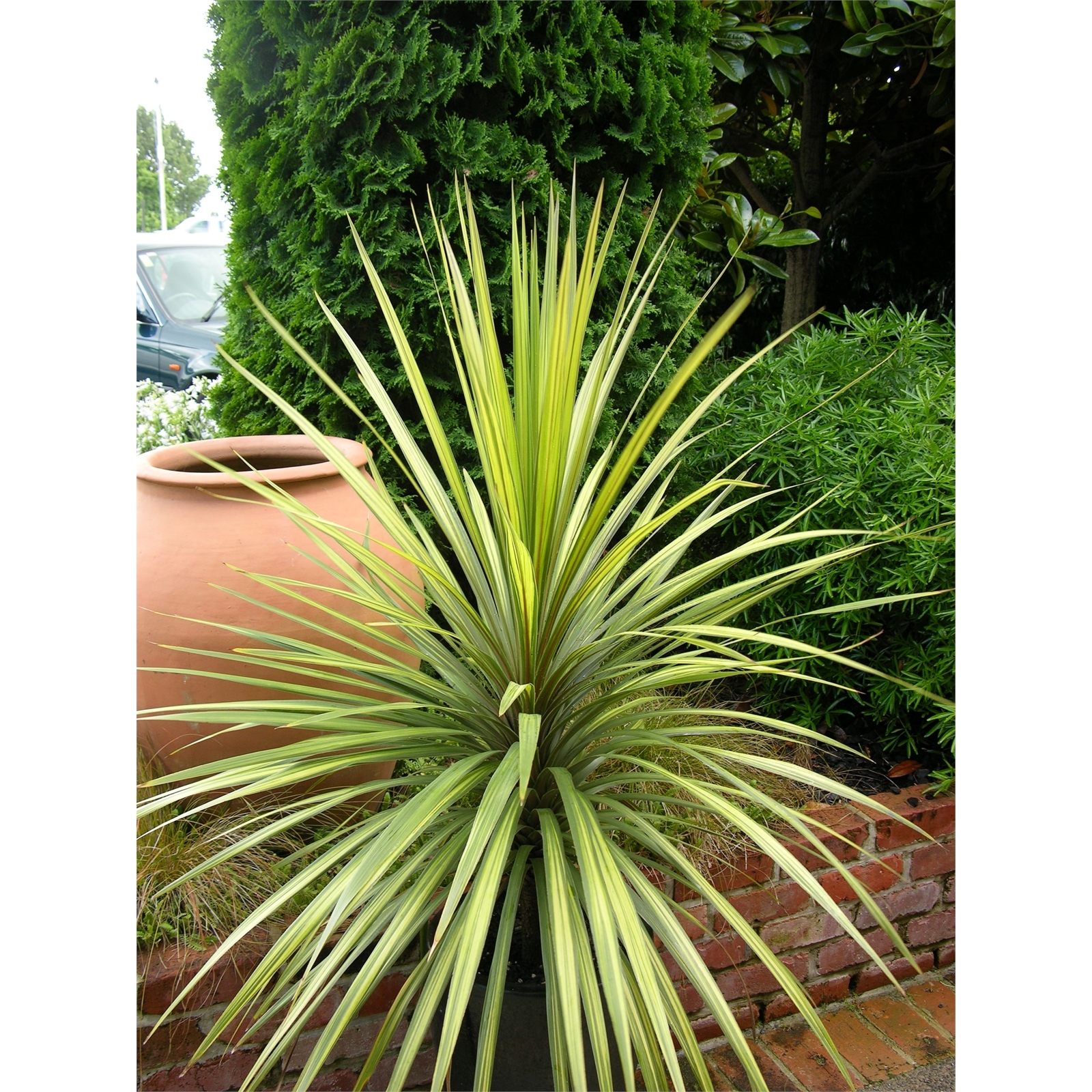 2.5L Flax Cordyline Jive Bunnings New Zealand