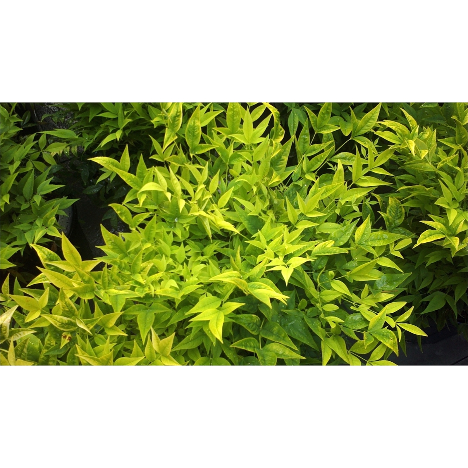 140mm Nandina Lemon Lime Nandina domestica alba LemLim Bunnings