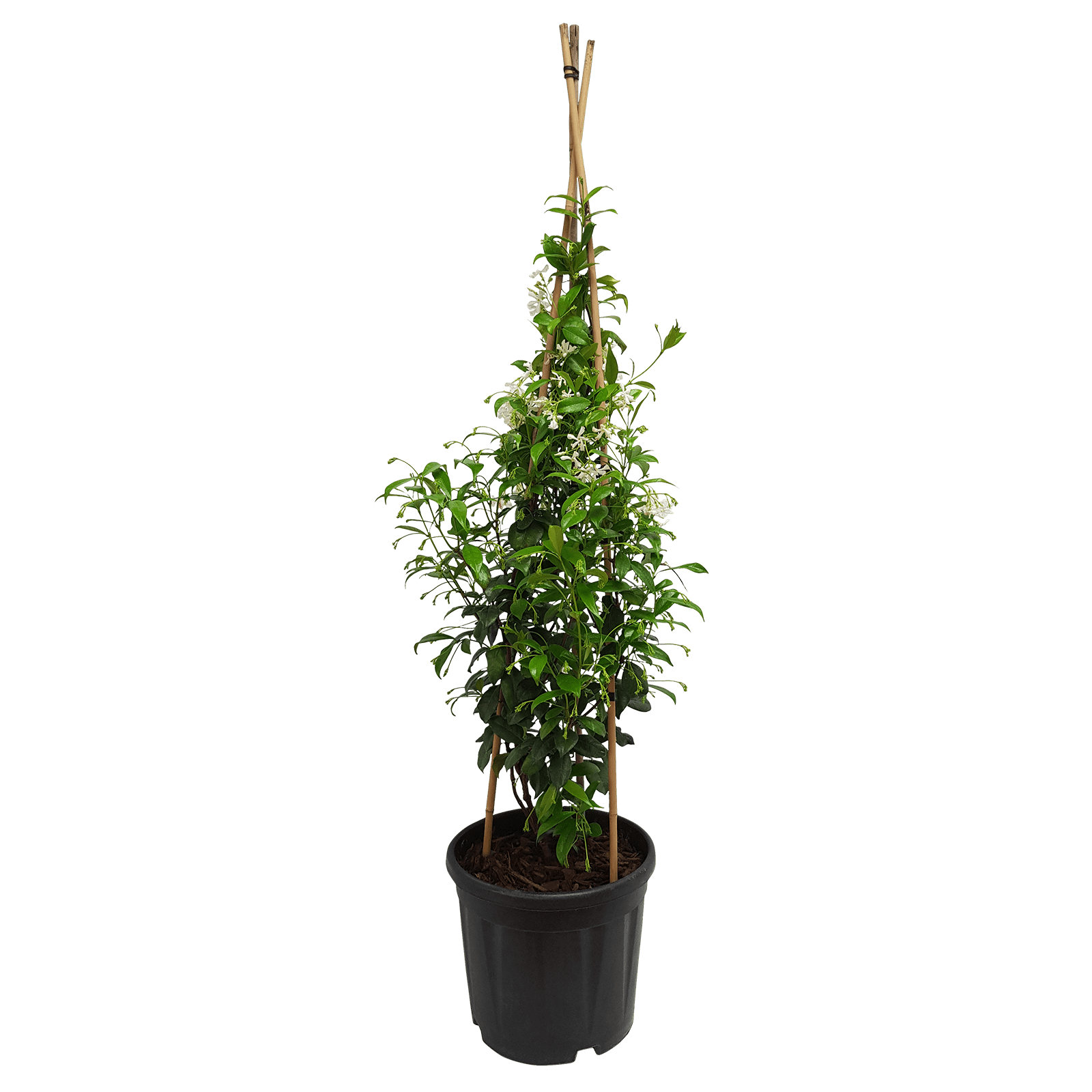 10L Star Jasmine Trachelospermum jasminoides Bunnings New Zealand