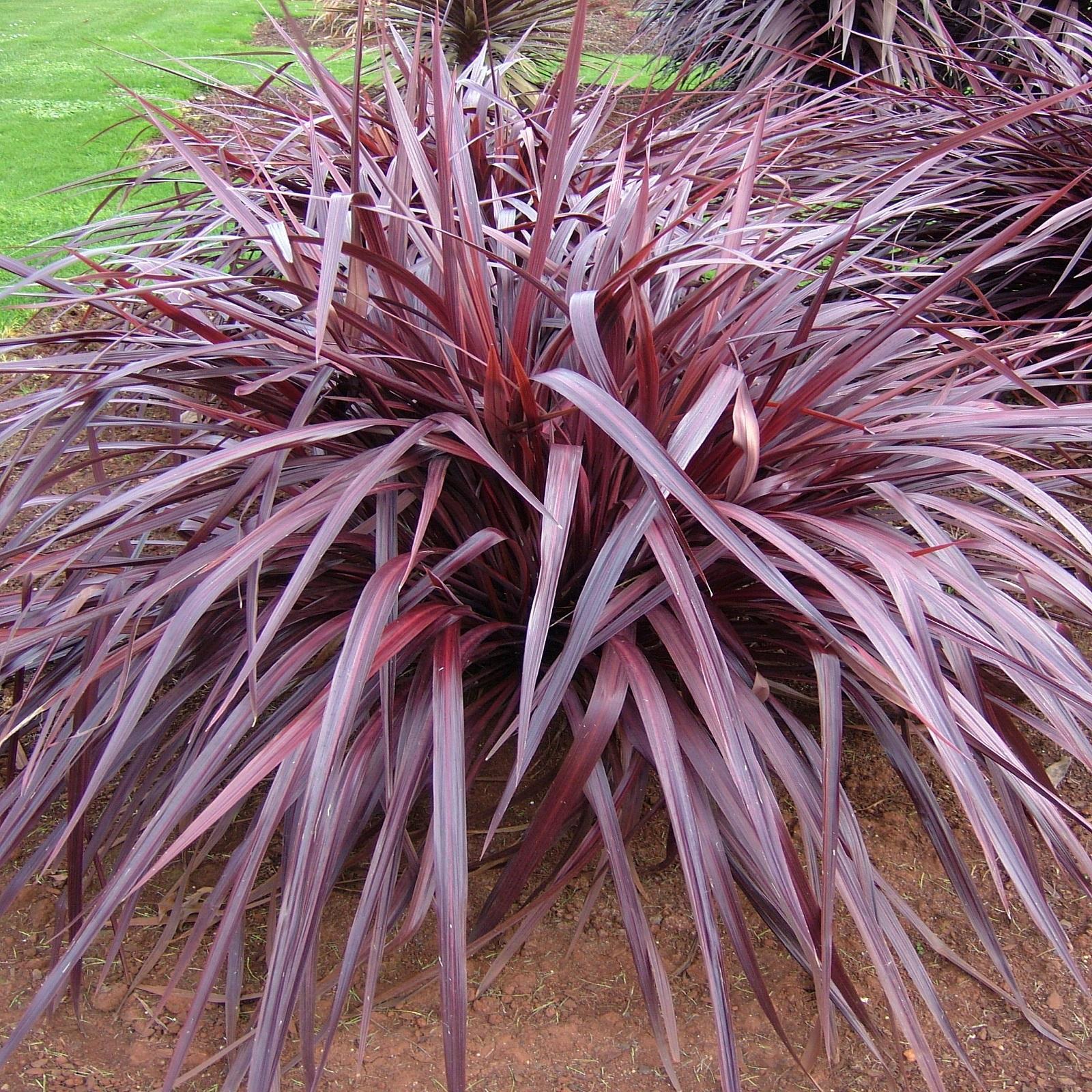 2.5L Red Fountain Cordyline hybrid Bunnings New Zealand