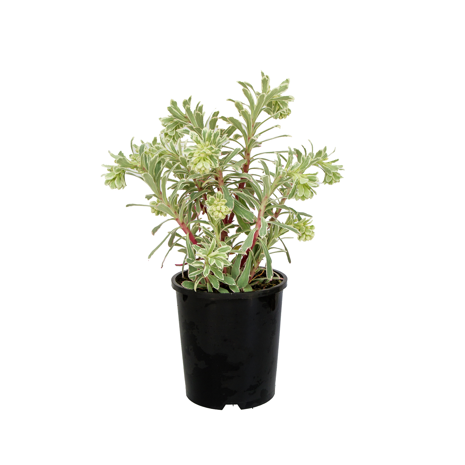 140mm Spurge Euphorbia characias Silver Swan Bunnings Australia