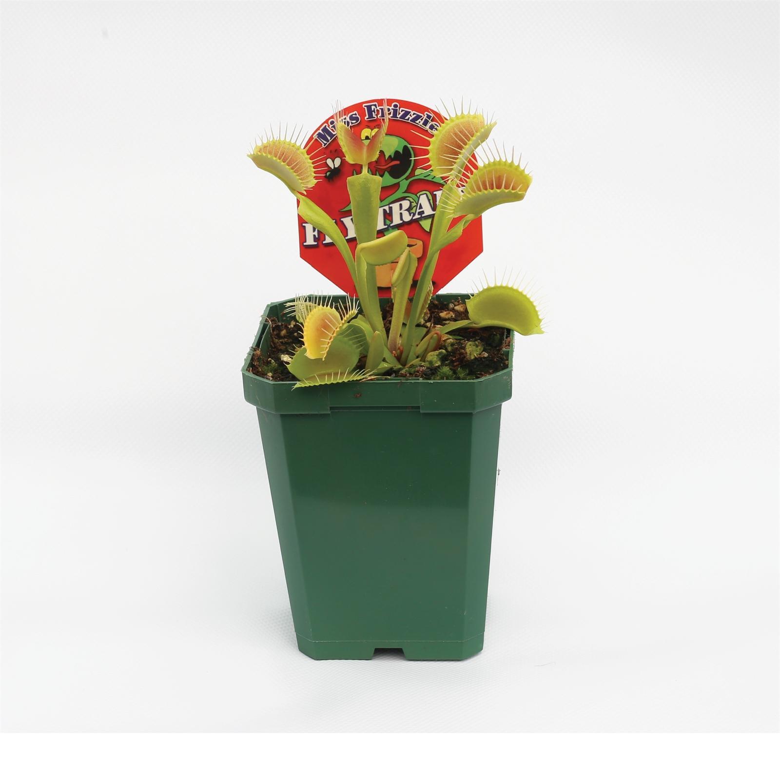90mm Venus Fly Trap Plant Dionaea Bunnings New Zealand