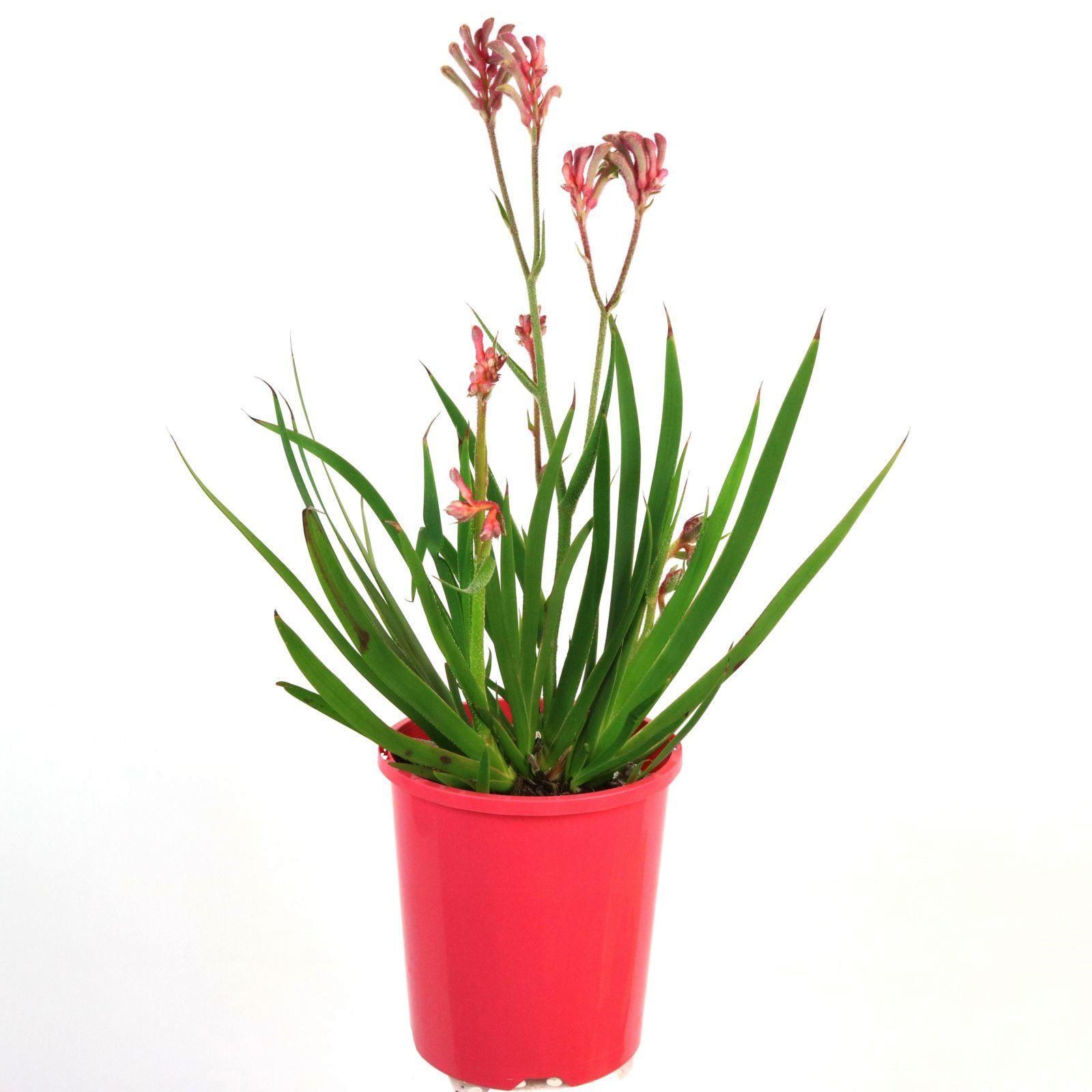 140mm Kangaroo Paw 'Bush Pearl' Anigozanthos hybrid Bunnings Australia