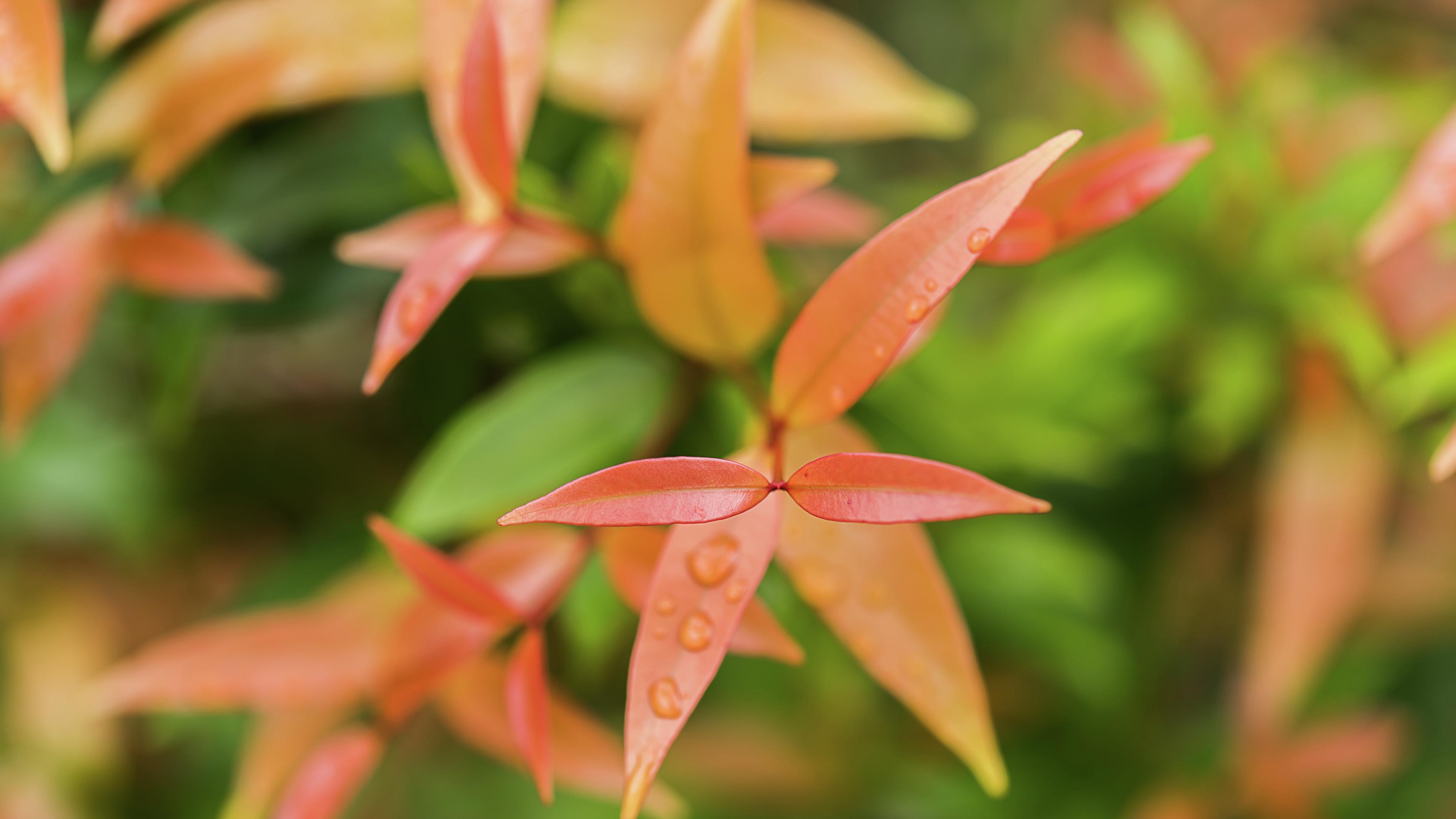 How To Grow and care for a Lilly Pilly Bunnings Australia