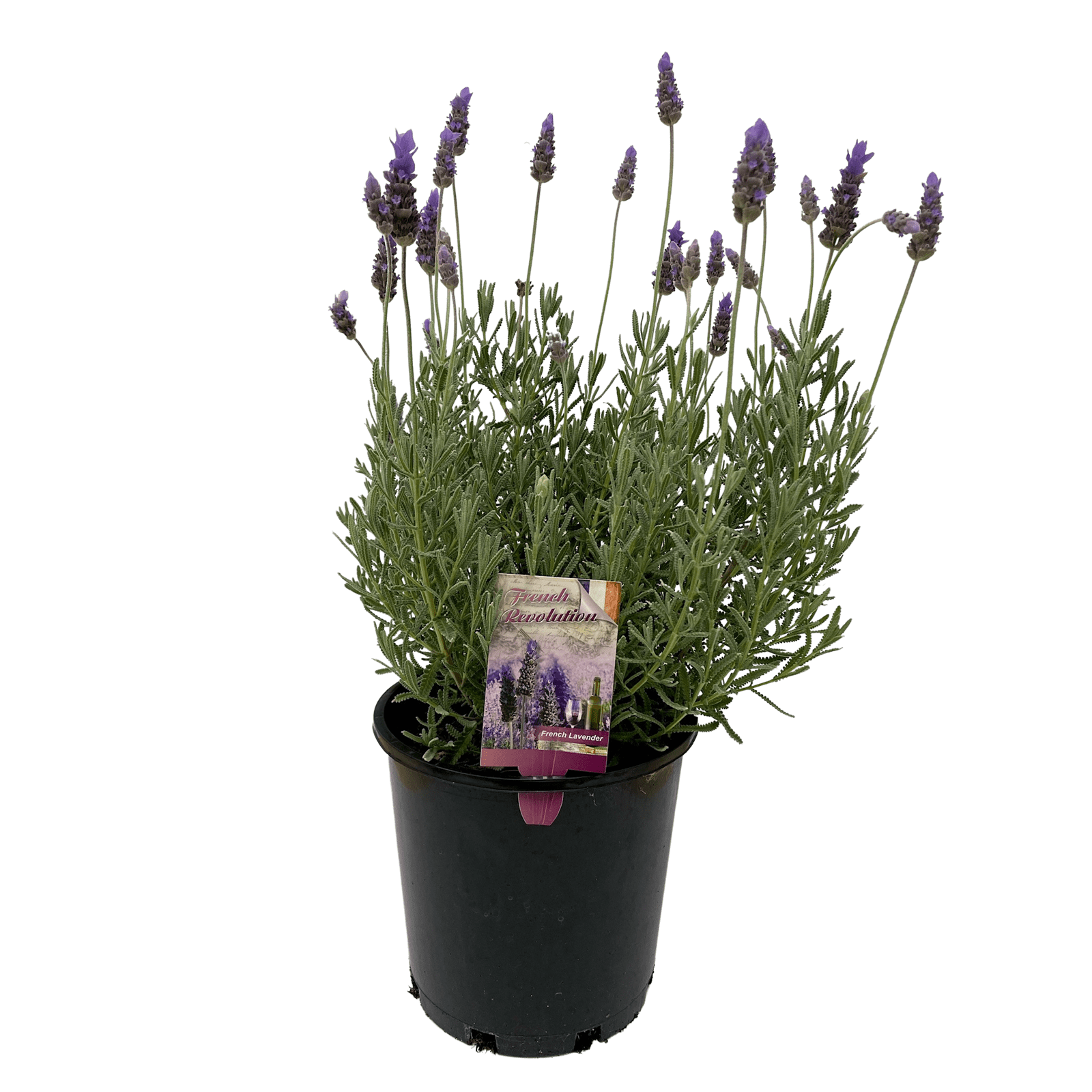 200mm Lavender French Revolution 'dentata' Bunnings Australia