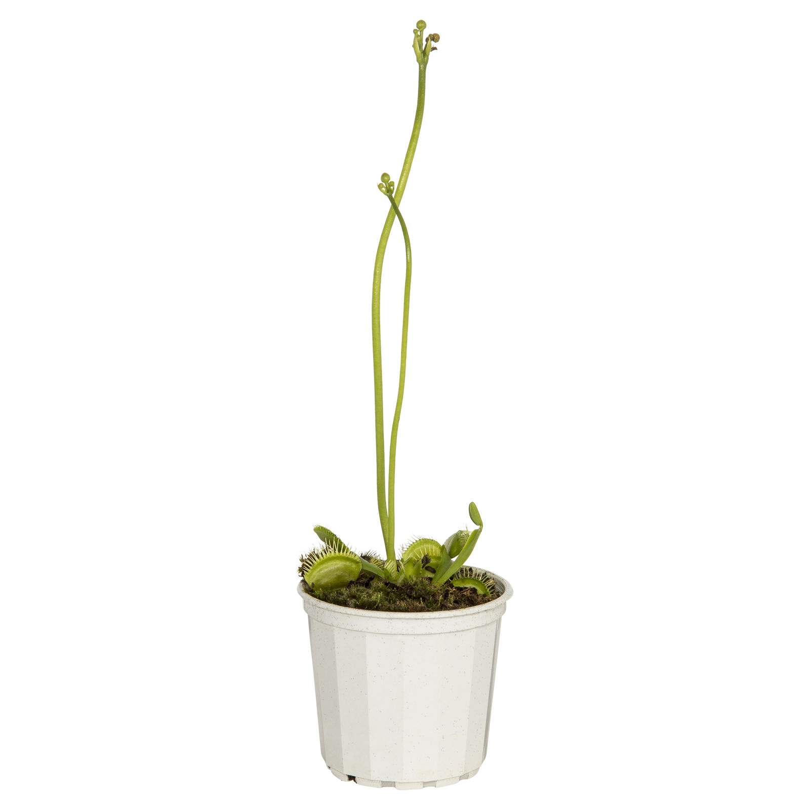 70mm Venus Flytrap Dionaea muscipula Bunnings Australia