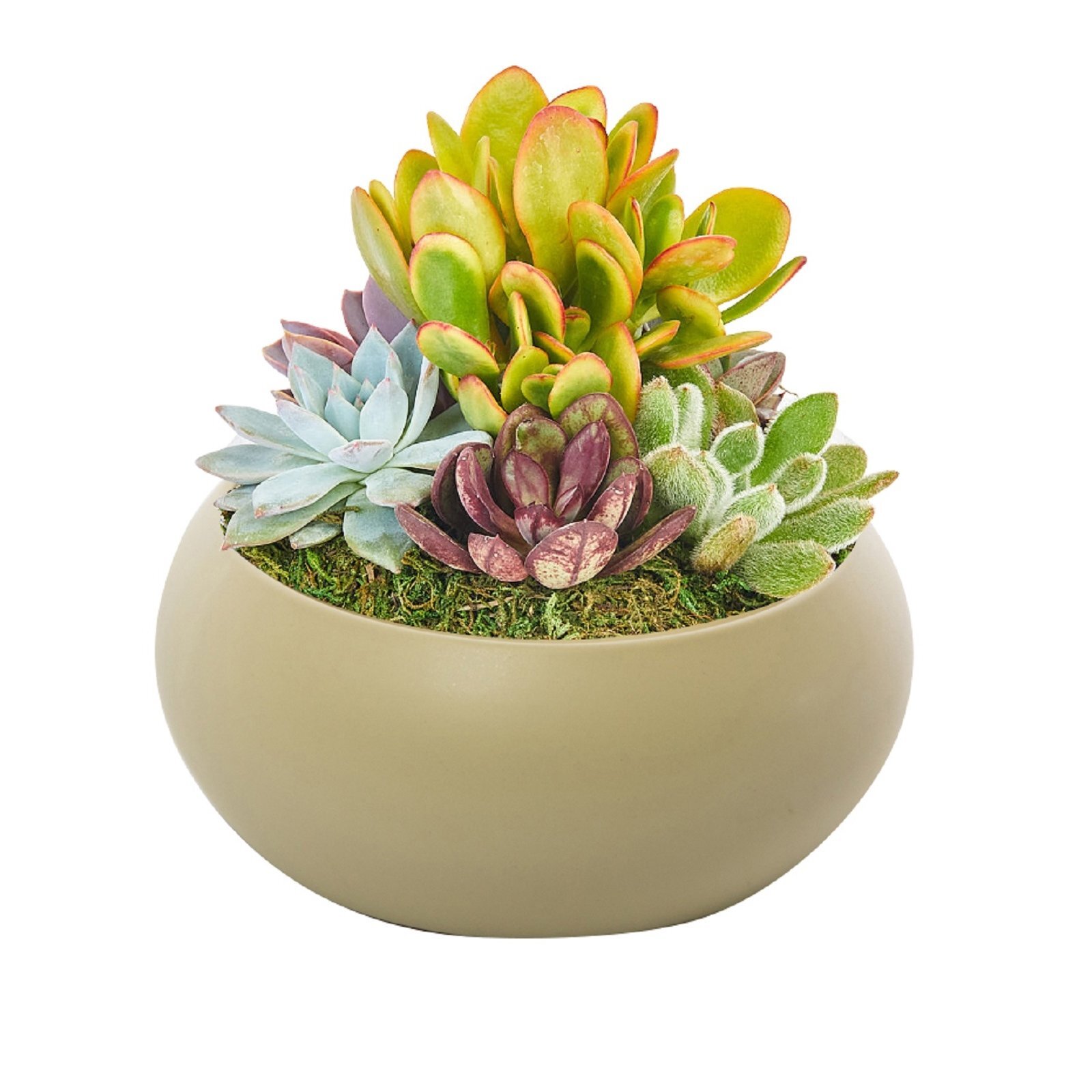 180mm Succulent Garden With Round Ceramic Bowl Bunnings Australia