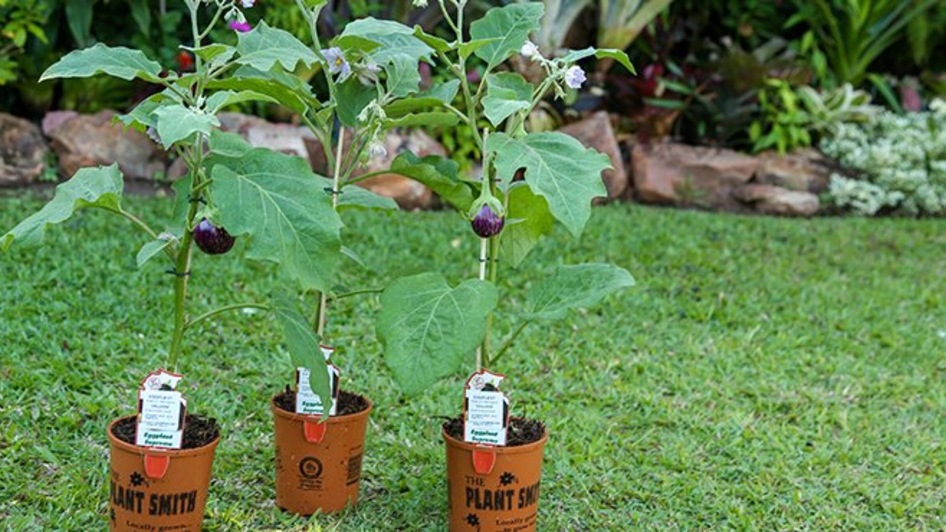 The Garden Diaries NT in December Bunnings Australia
