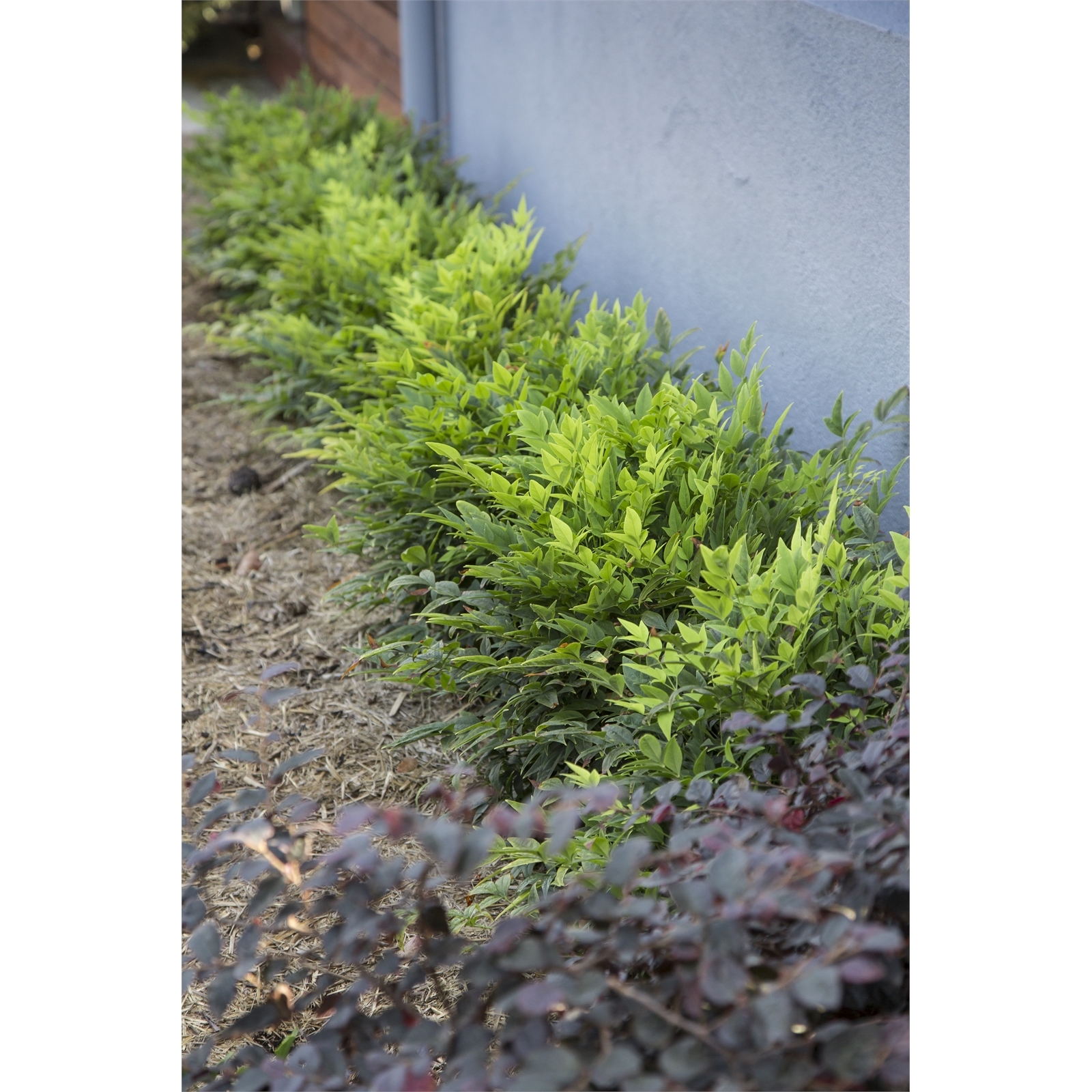 140mm Nandina Lemon Lime Nandina domestica alba LemLim Bunnings