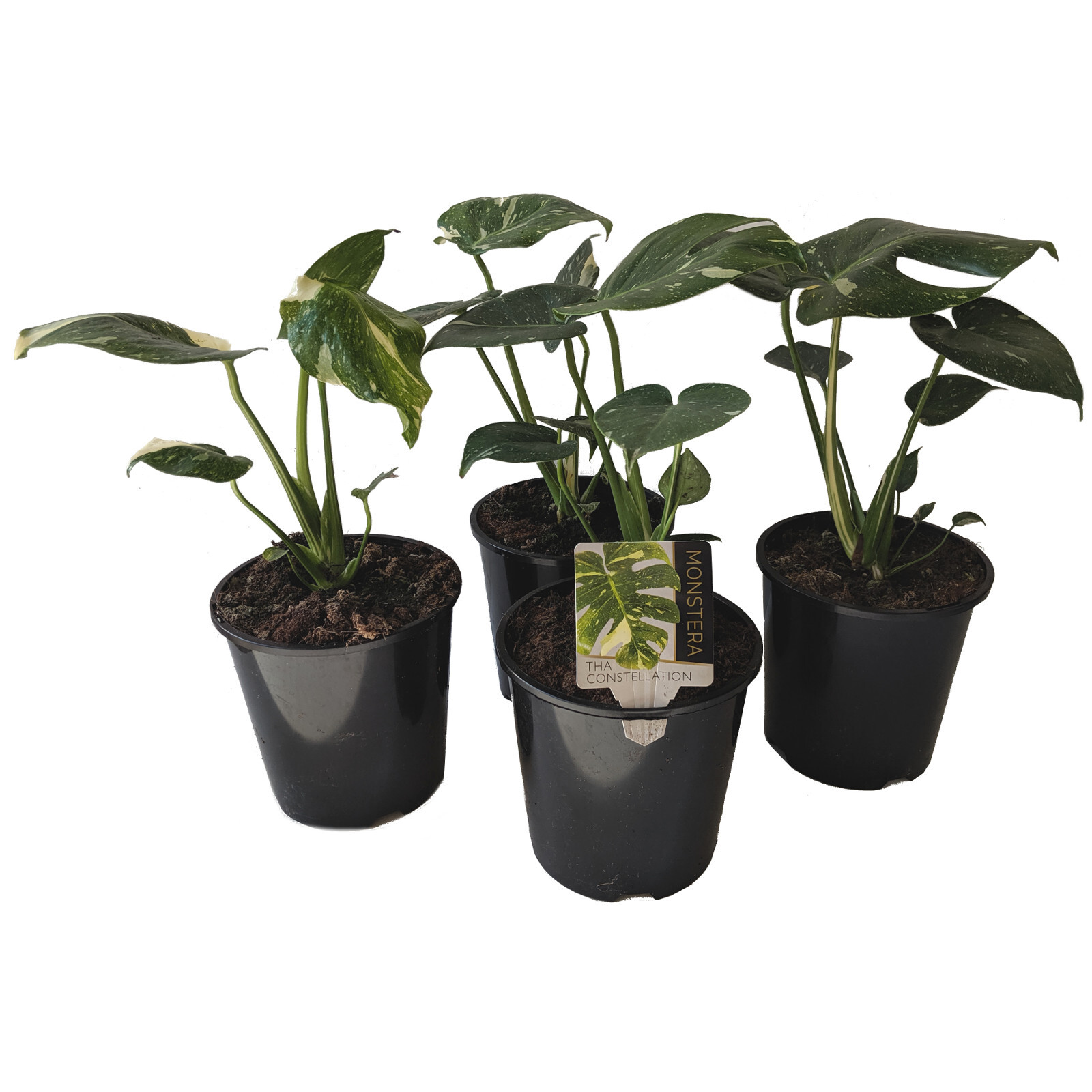150mm Monstera Thai Constellation Monstera deliciosa variegata