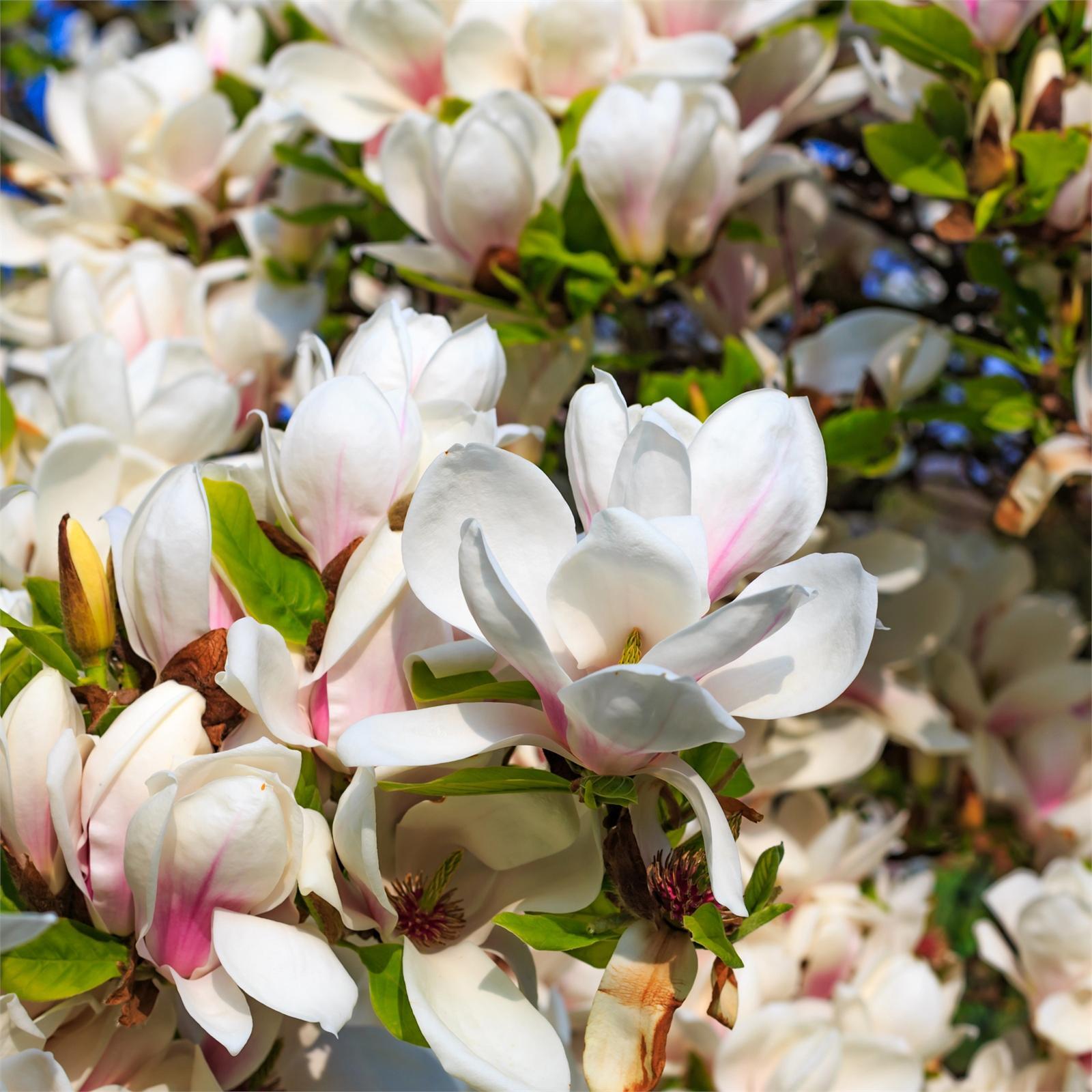 30L Magnolia Billowing Cloud Magnolia soulangeana Bunnings New Zealand