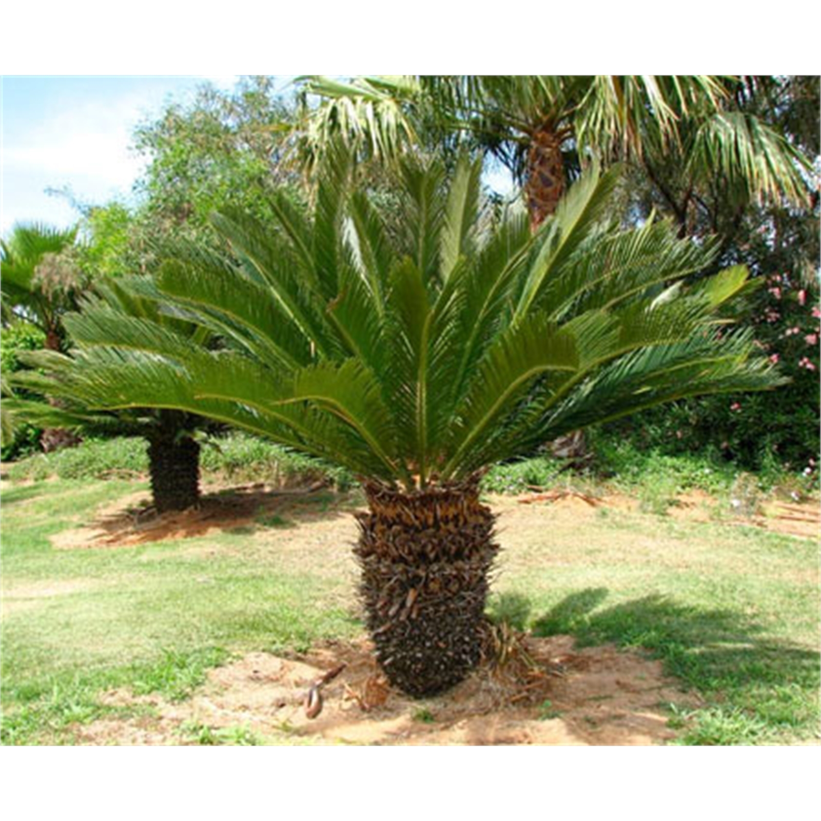 300mm Sago Palm Cycas revoluta Bunnings Australia