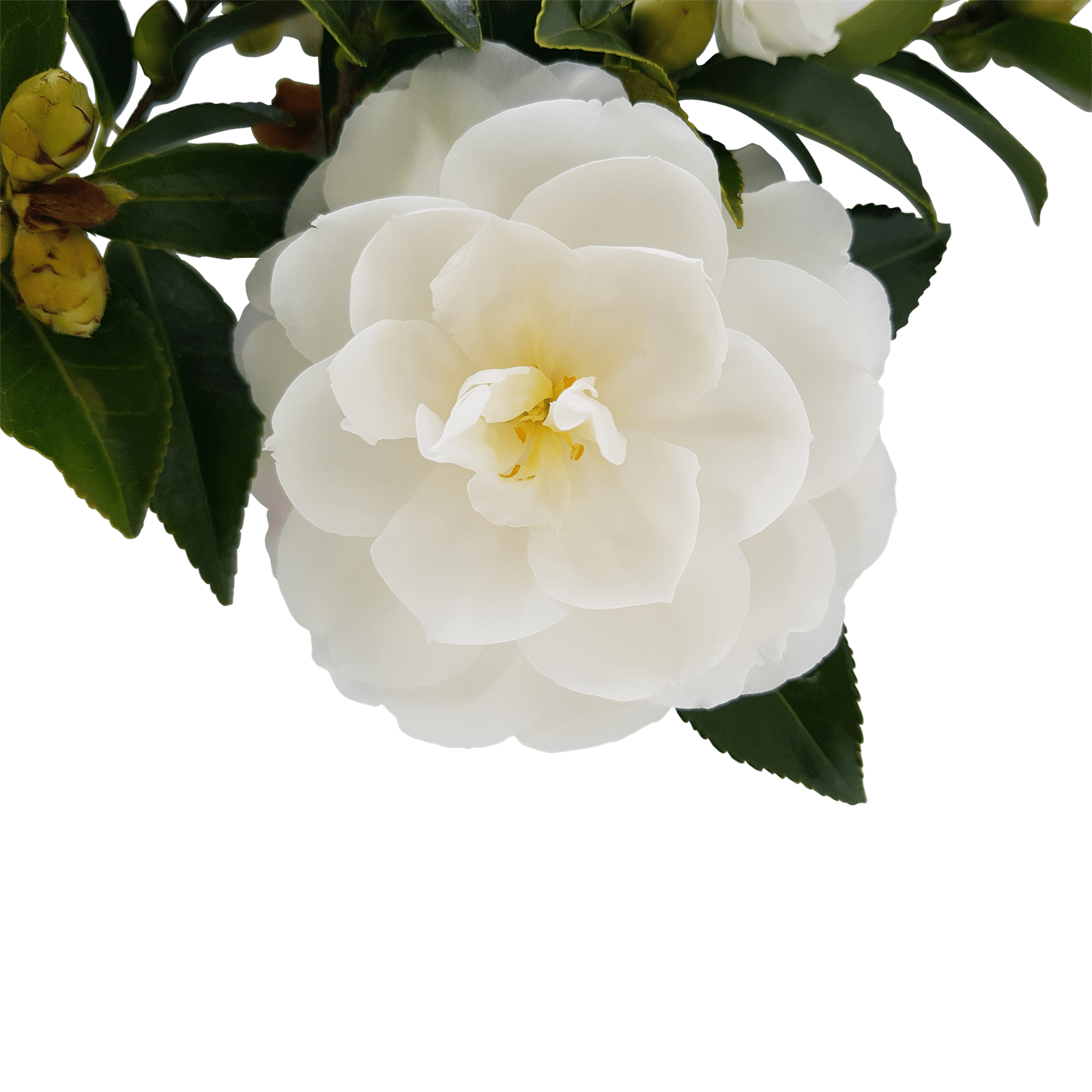 30L Camellia Early Pearly Camellia sasanqua Early Pearly Bunnings