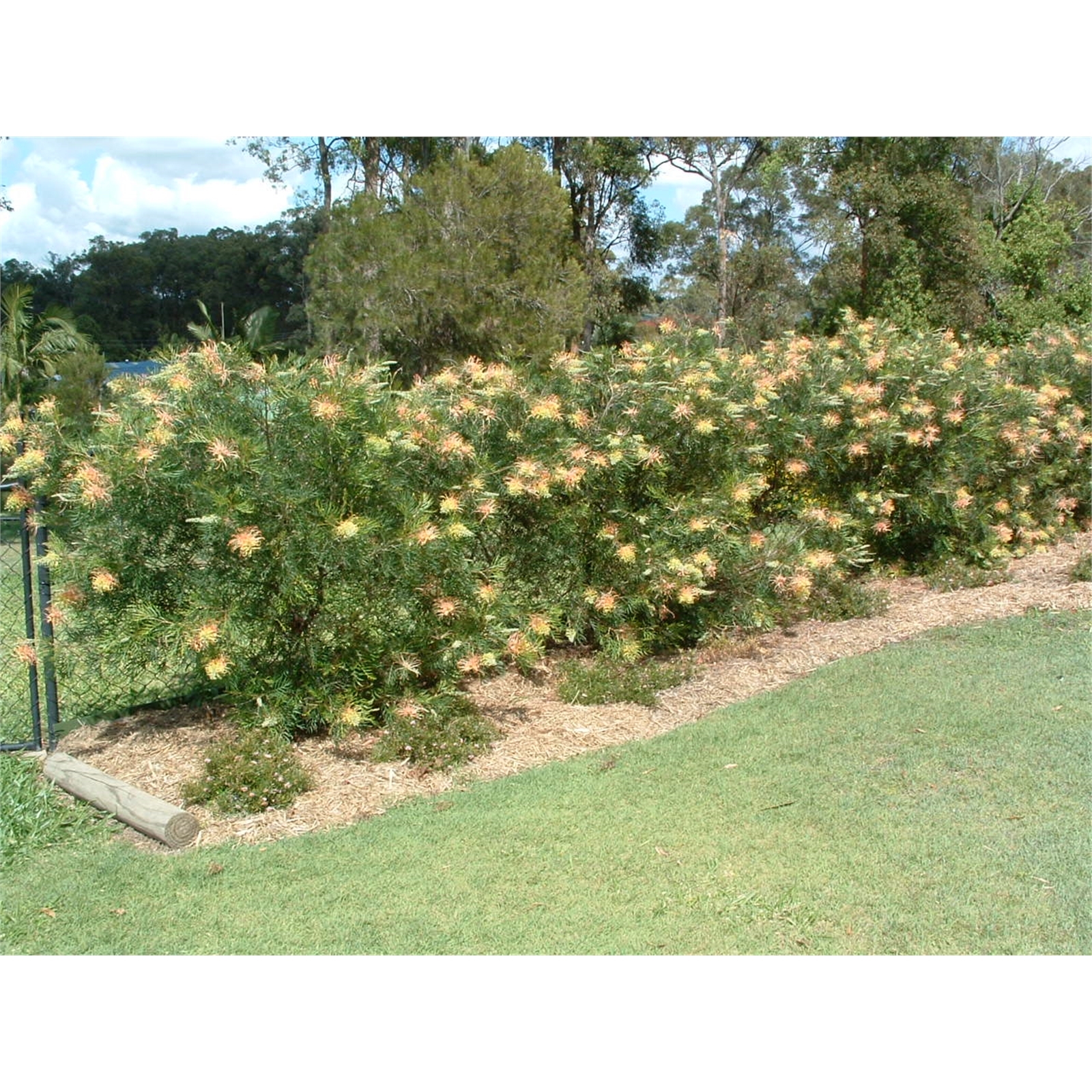 140mm Peaches And Cream Grevillea Grevillea banksii x bipinnatifida