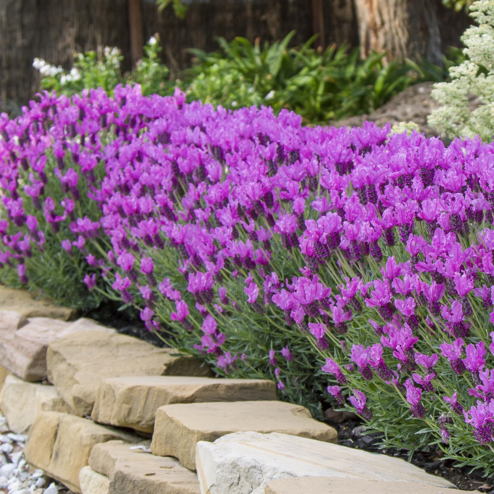 140mm The Princess Lavender Lavandula hybrid Bunnings Australia