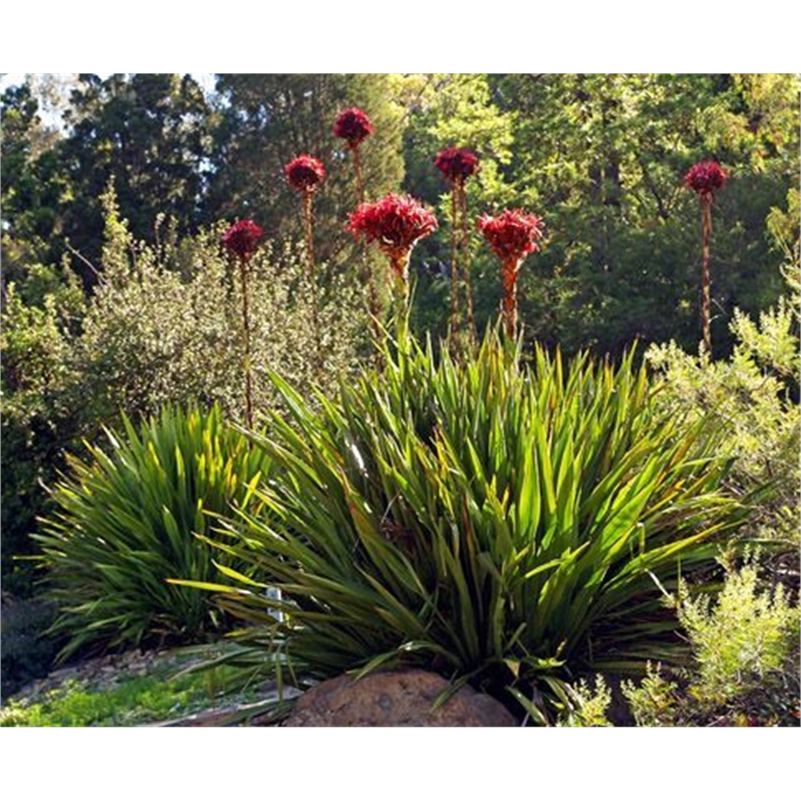 300mm Gymea Lily Doryanthes excelsa Bunnings Australia