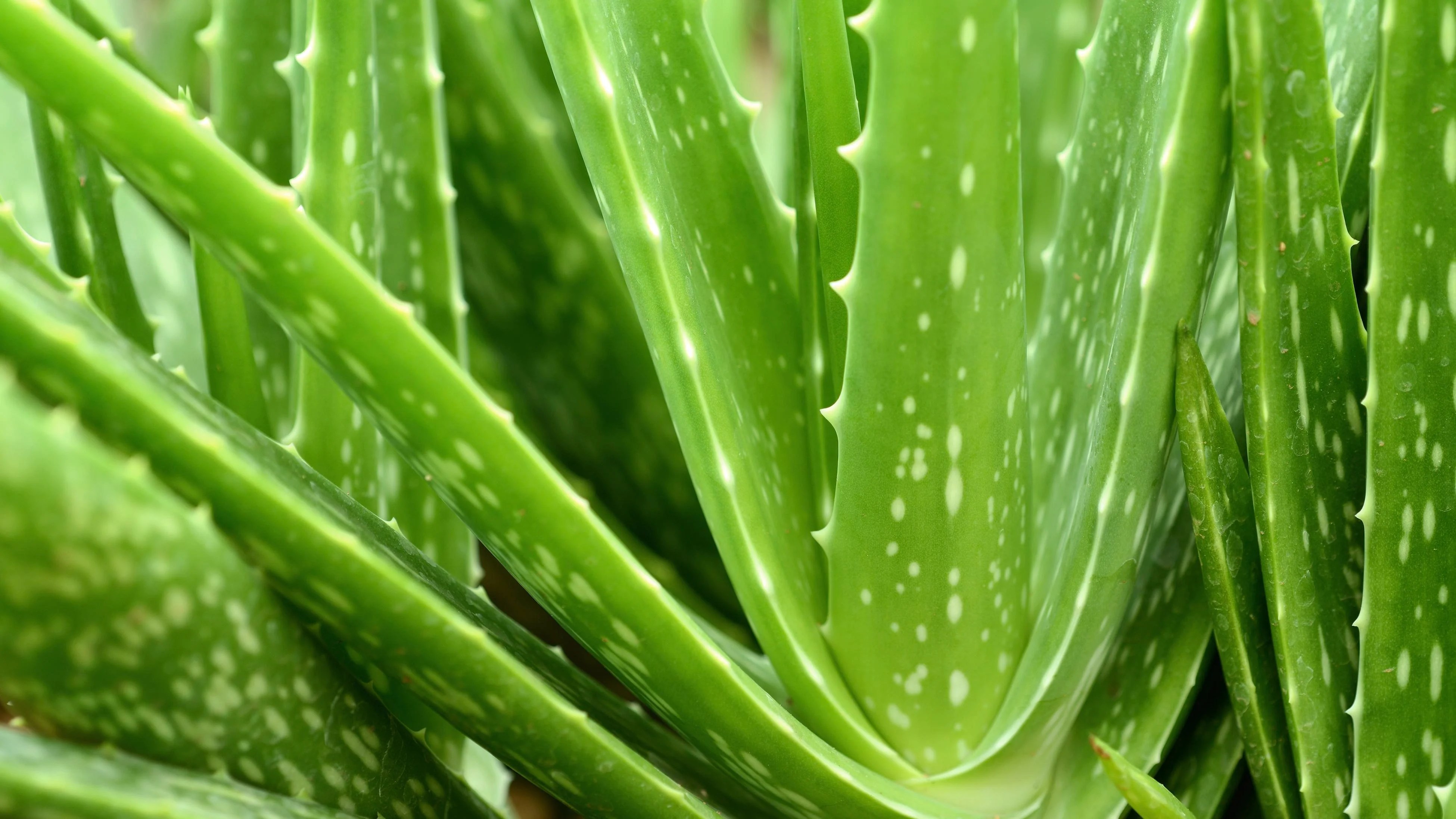 How To Plant And Grow Aloe Vera Bunnings Australia