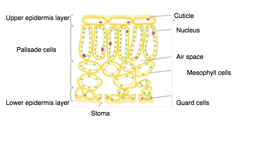 SCIENCE REPRODUCTIVE / CELLS Flashcards by ProProfs