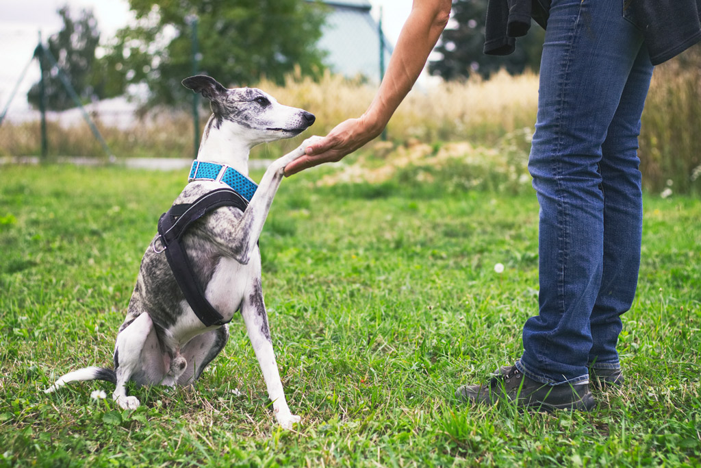 Dog Training 101 The Ultimate Guide to HouseTraining