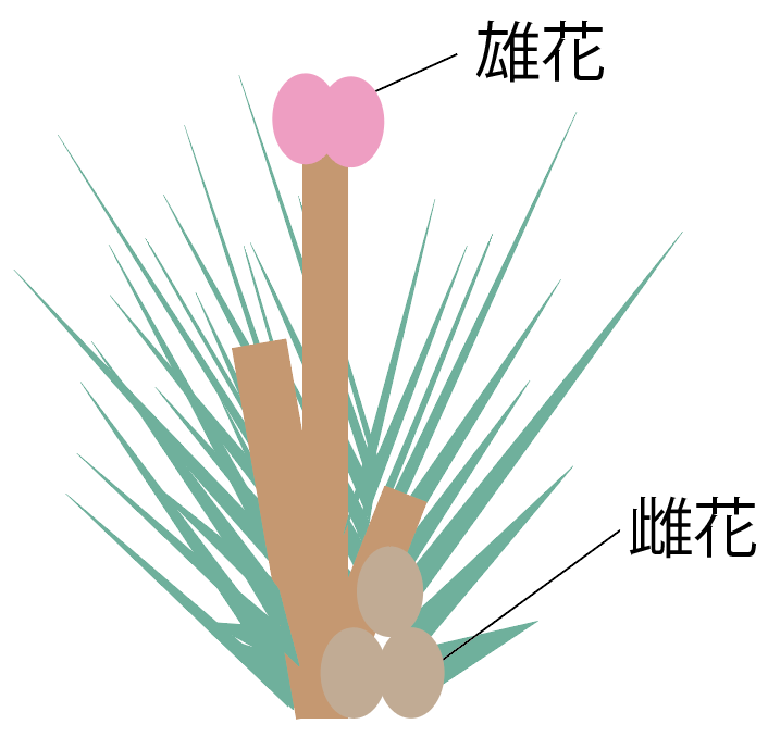 雪輪と梅の花と松」 - 無料イラスト［イラストAreira］ テストに出やすい！マツの花のつくりの5つの特徴 | Qikeru：学びを楽しくわかりやすく
