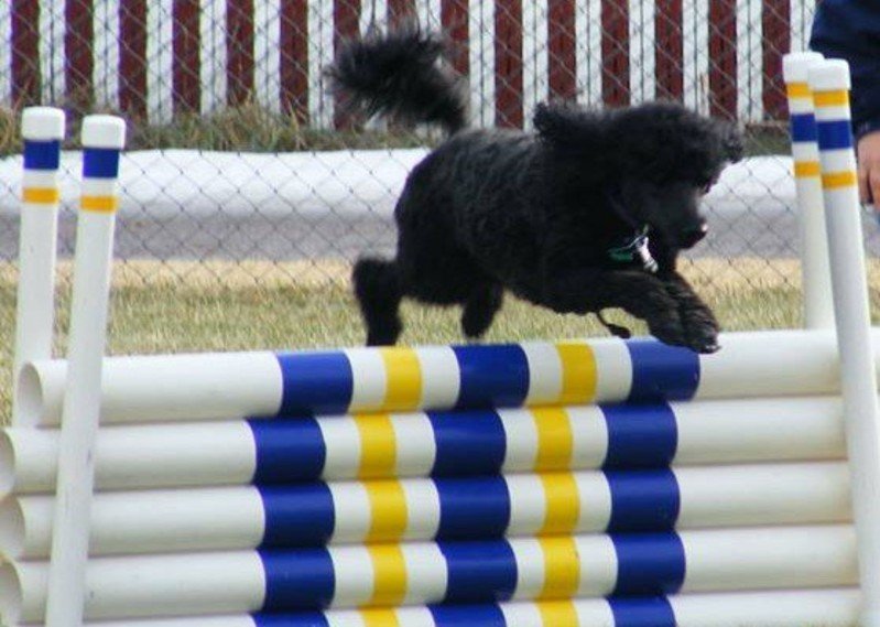 Home Hutchinson Kennel Club South Hutchinson KS, 67505