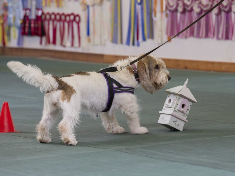 Scent Work Hutchinson Kennel Club South Hutchinson KS, 67505