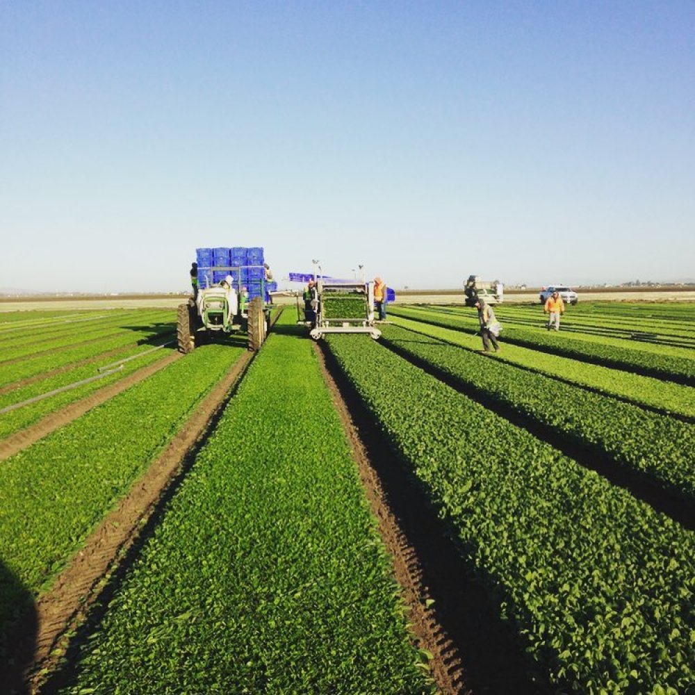 Sutton Agricultural Enterprises, Inc.