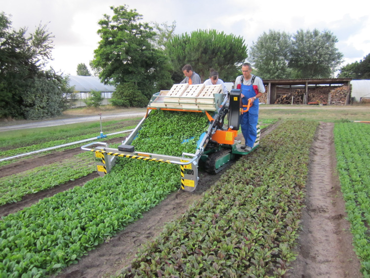 Ortomec 7000 Leafy Crop Harvester Sutton Agricultural Enterprises, Inc.