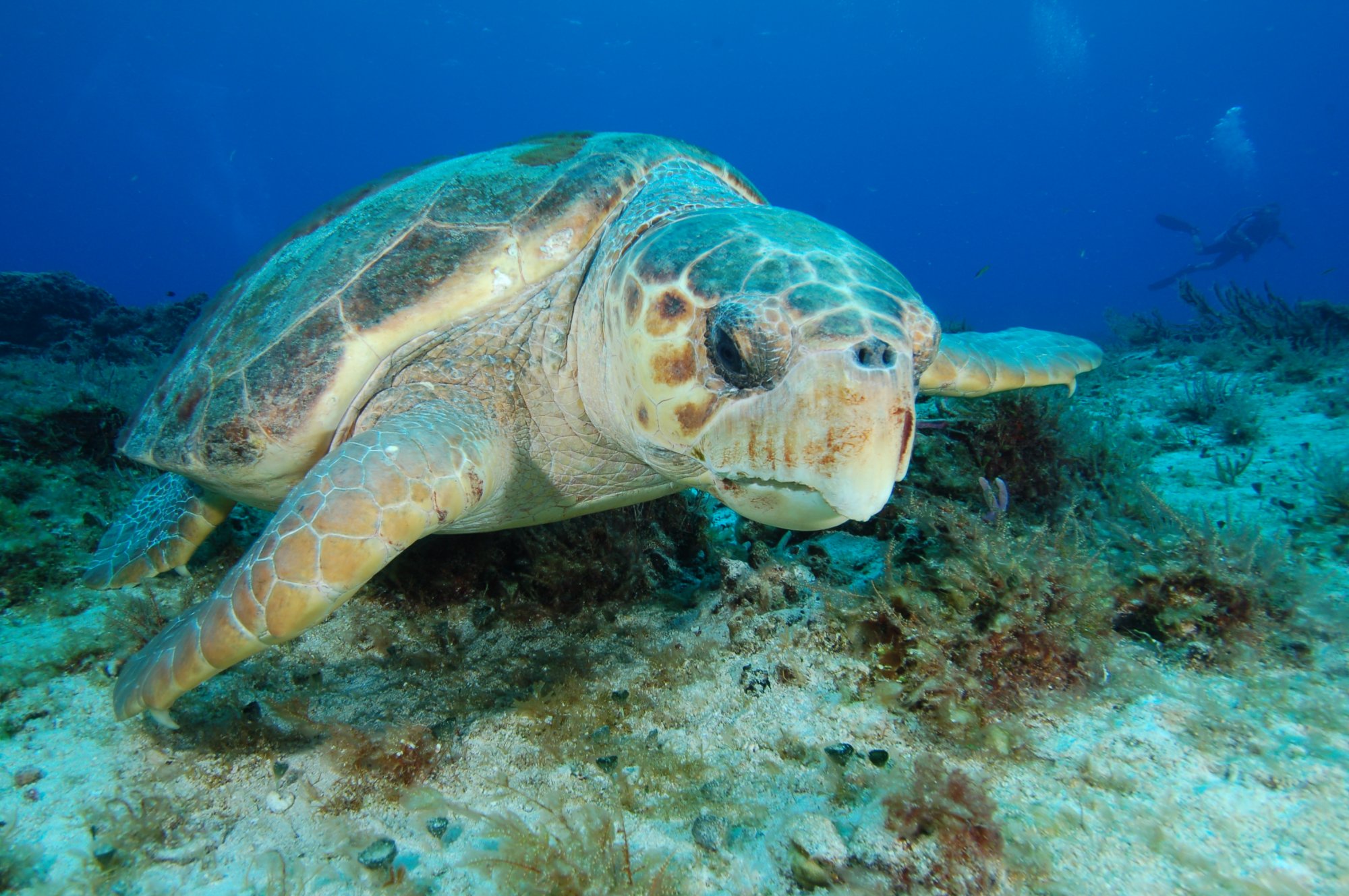 The Scuba Club, scuba diving west palm beach