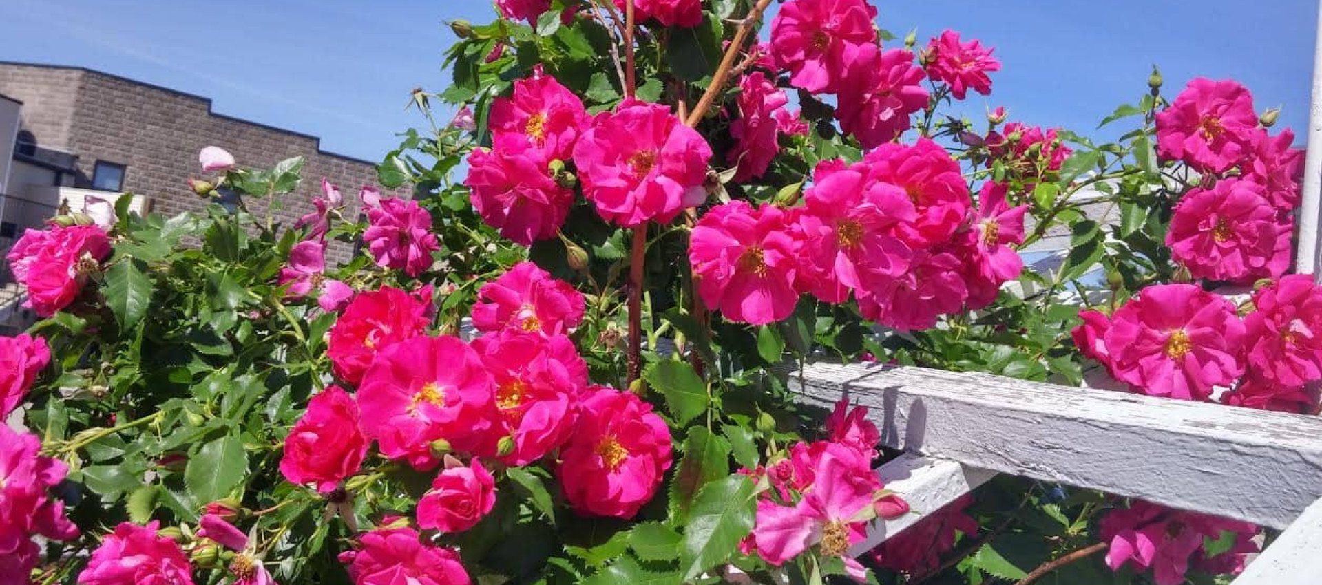 Mill House Quilts Gallery 972 West Main Street Sun Prairie