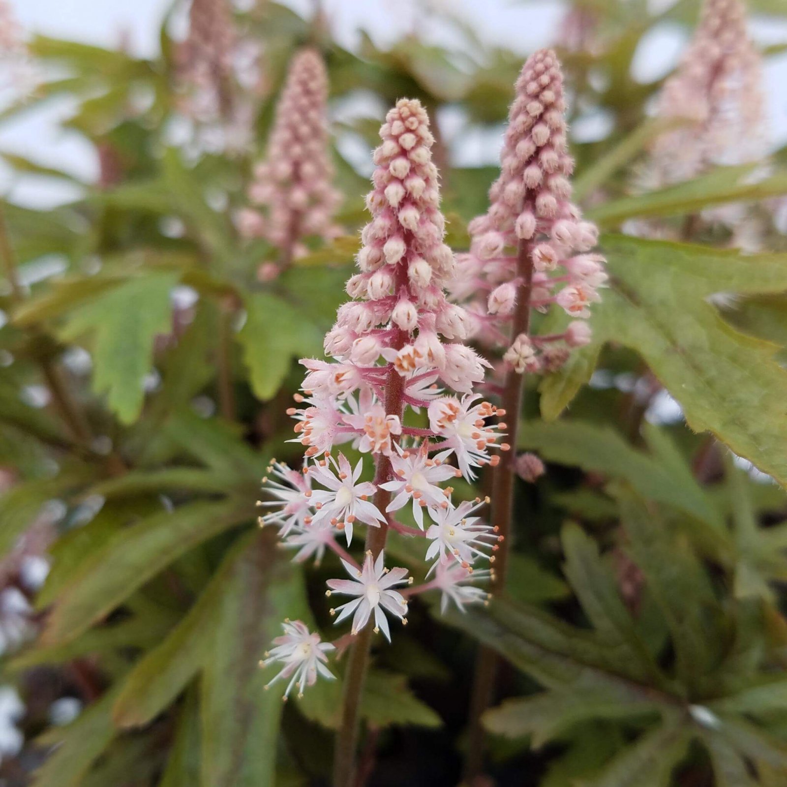 Tiarella 'Pink Skyrocket' 1