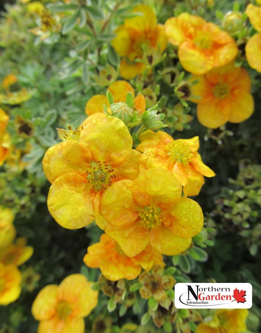 Mango Tango Potentilla 410000003329