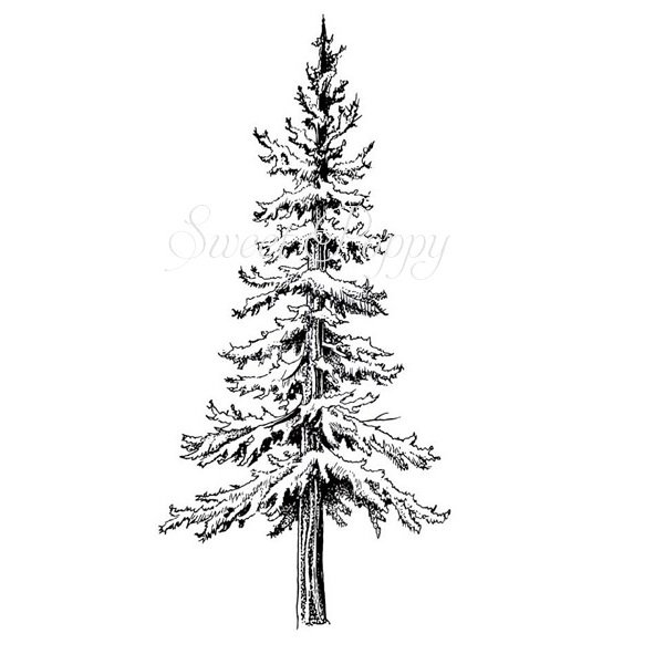 Large Spruce Tree Stamp 5060434667458