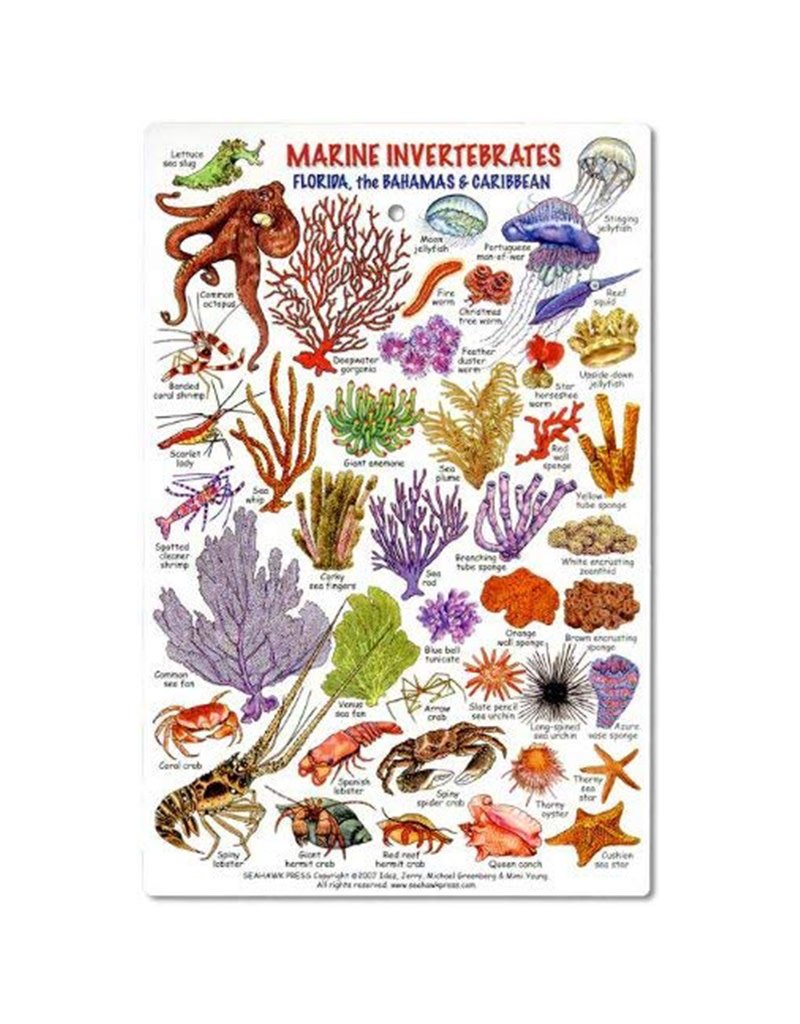 Marine Invertebrates & Hard Corals ID Card