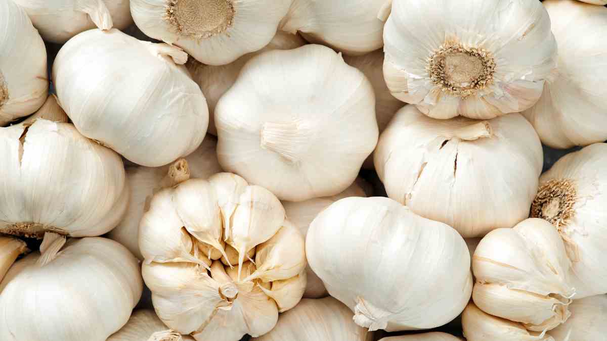 Garlic Remedies Natural Solutions For Common Health Conditions