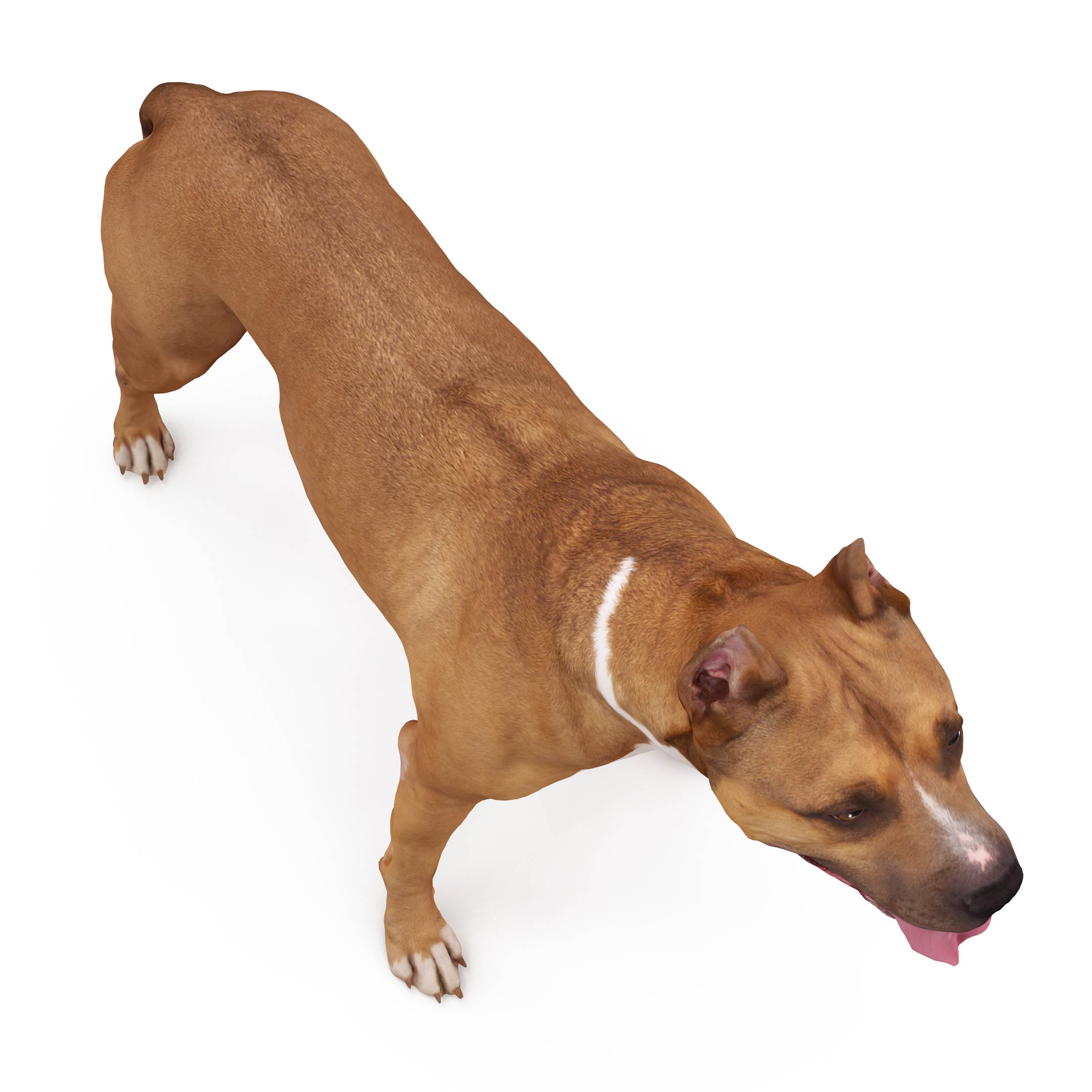 3d Child and 3d dogs collection x4 3d models Renderbot