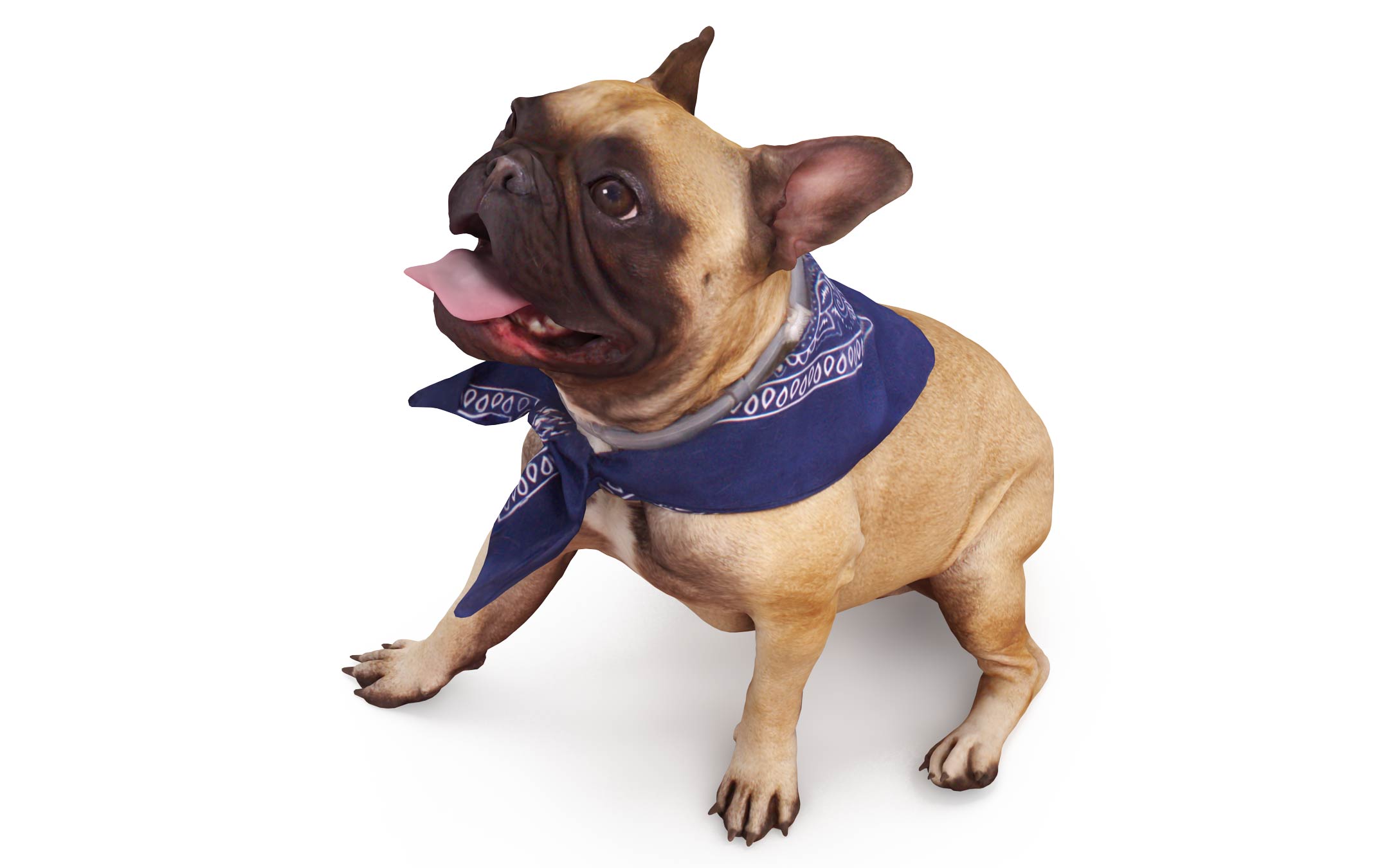French bulldog sitting down 3D Model by Renderbot LLC