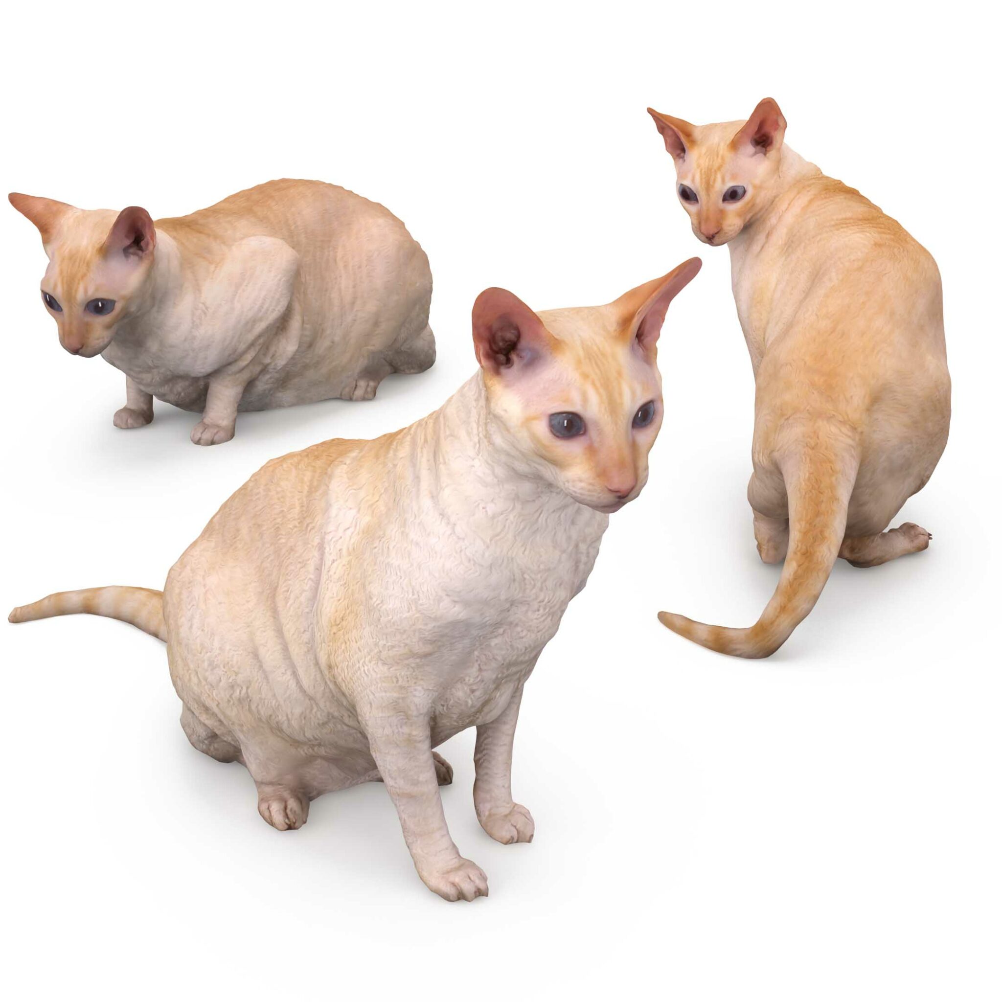 Cat 3D Models Renderbot 3D Animals