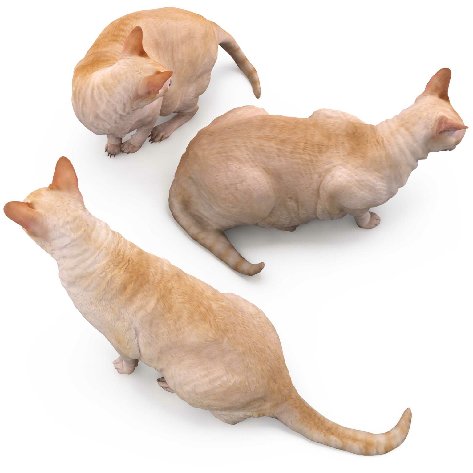 Sphinx cat collection 3d models by Renderbot LLC