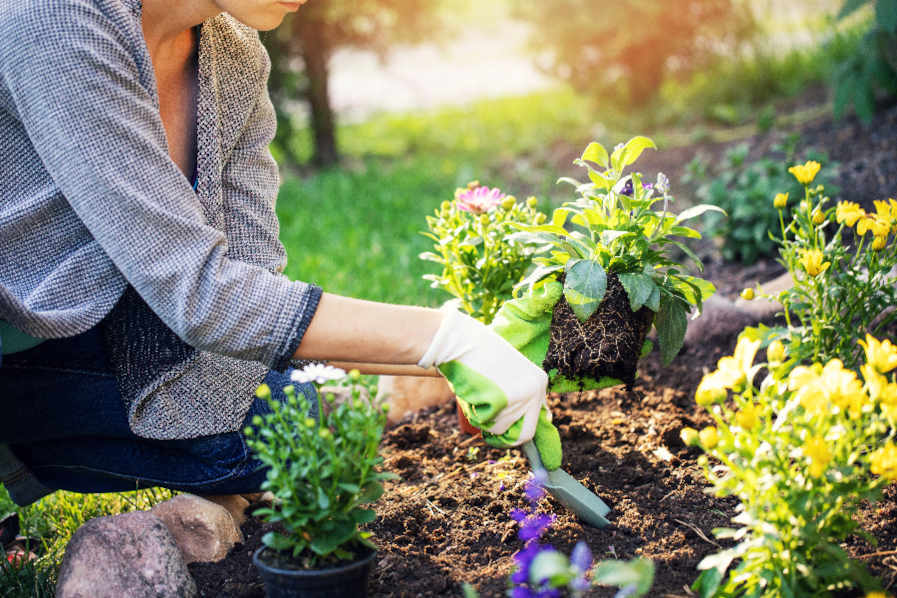 Rest Less planting calendar what to sow and plant month by month