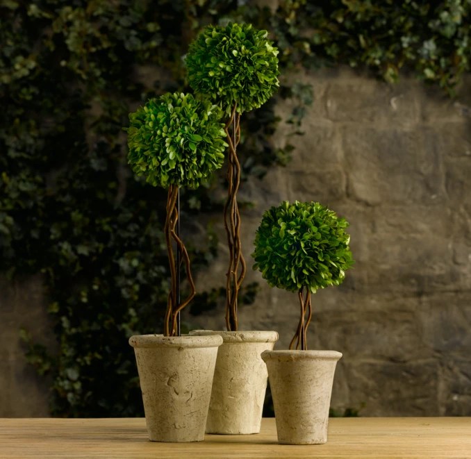 Preserved Boxwood Tree Topiaries