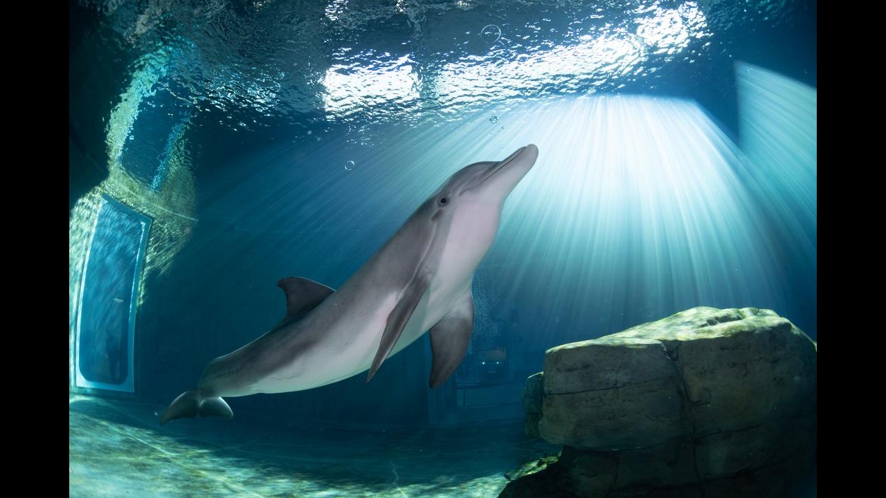 Winter Clearwater Marine Aquarium Tickets