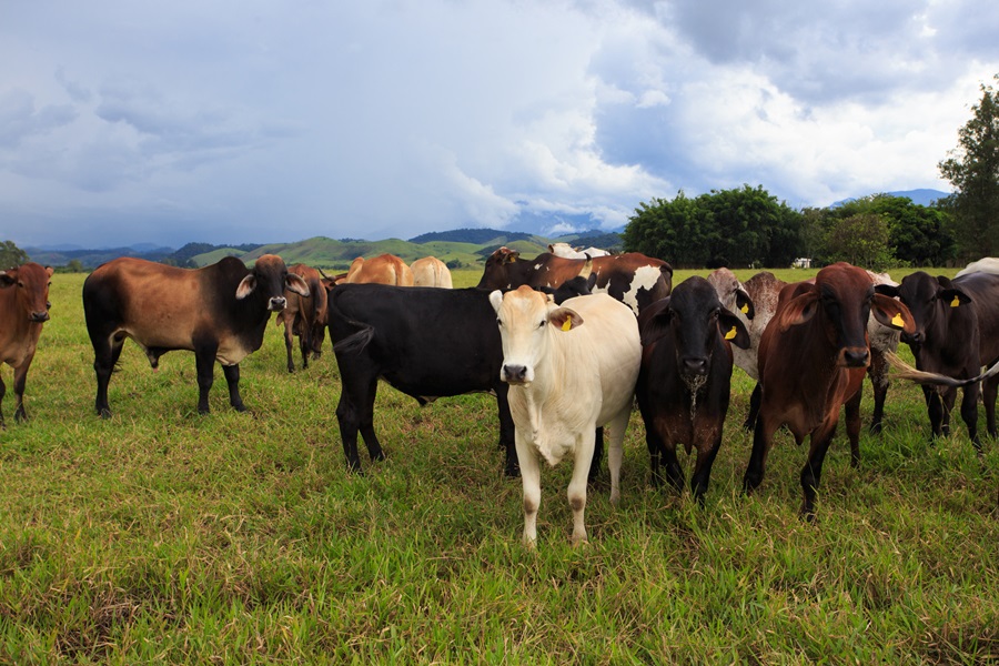 Brazil Cattle Farmers Pay Price for JBS Graft as Giant Buying Less