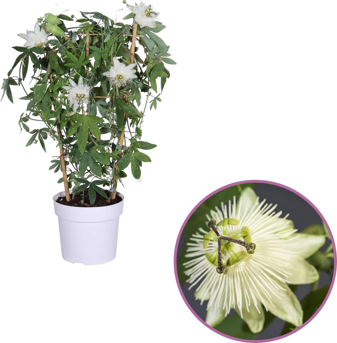 Passiflora Snow Queen Passiflora met witte passiebloem