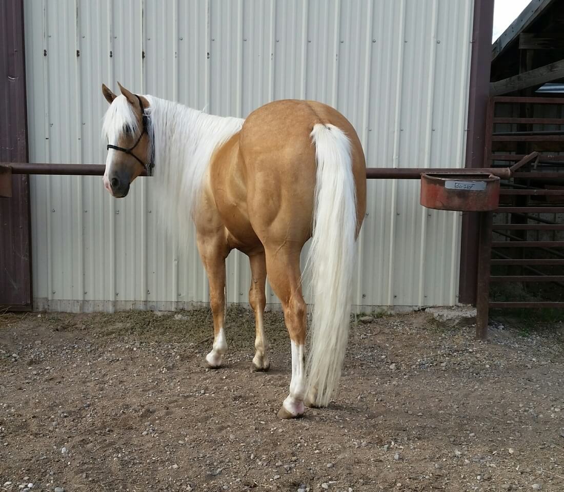 UltraCruz® Equine Bright White Shampoo for Horses Santa Cruz Animal