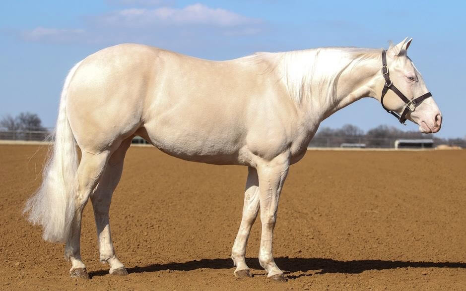 Shop Pharmacy for Sheep Rx Critical Care